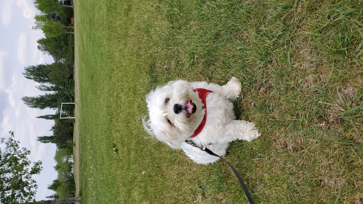 Pet photo