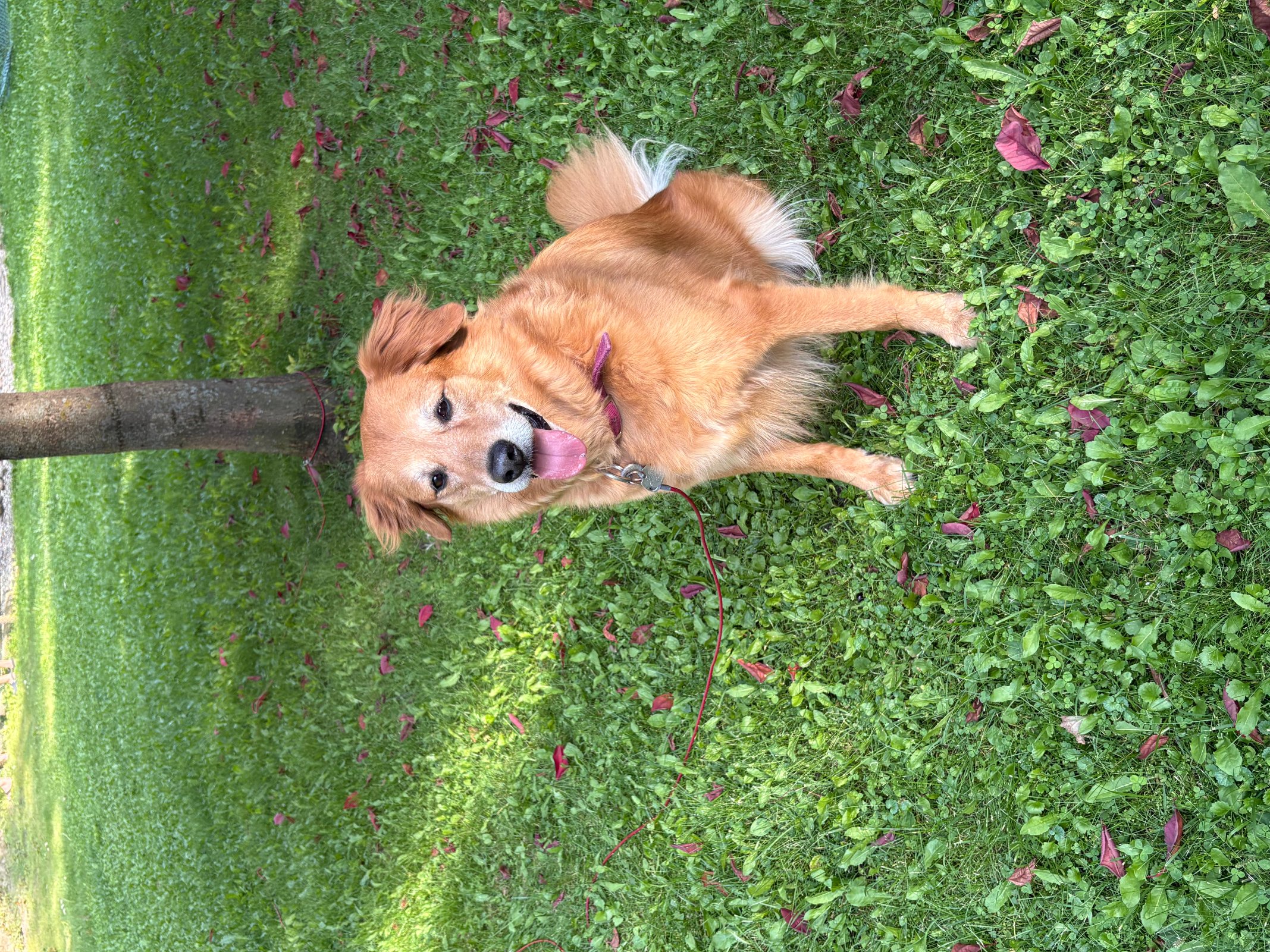 Pet photo