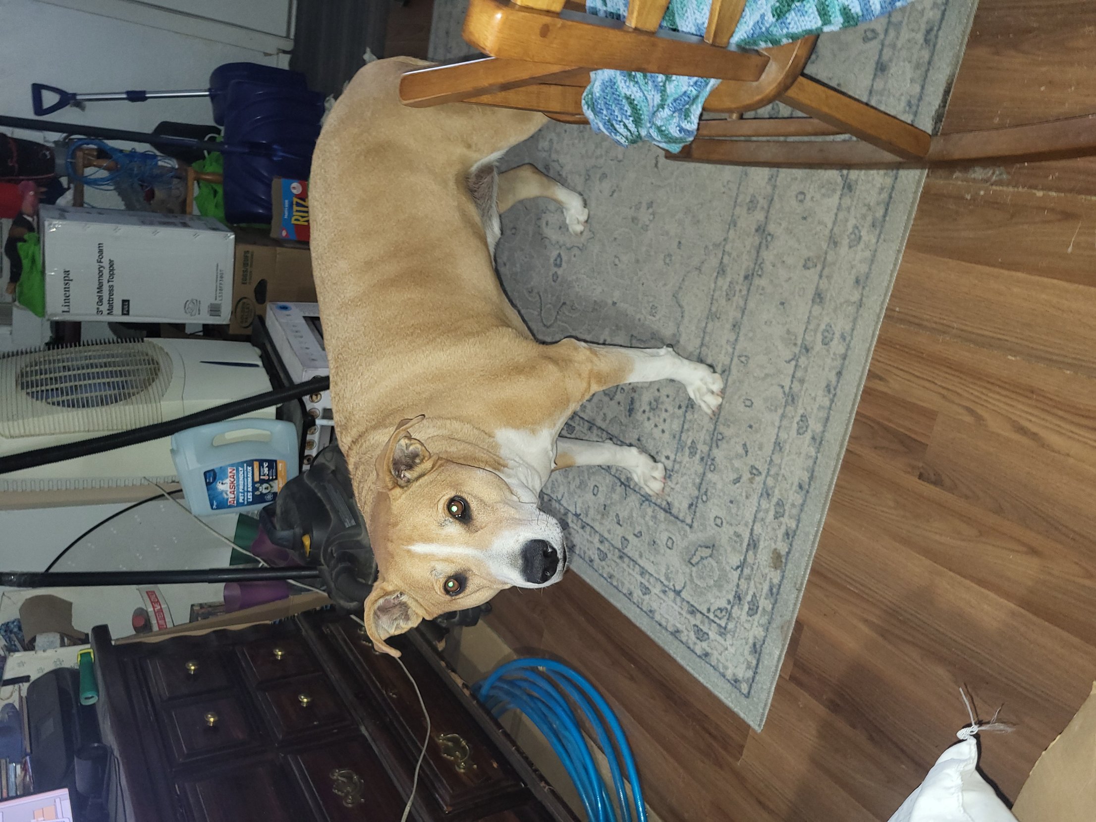 Pet photo