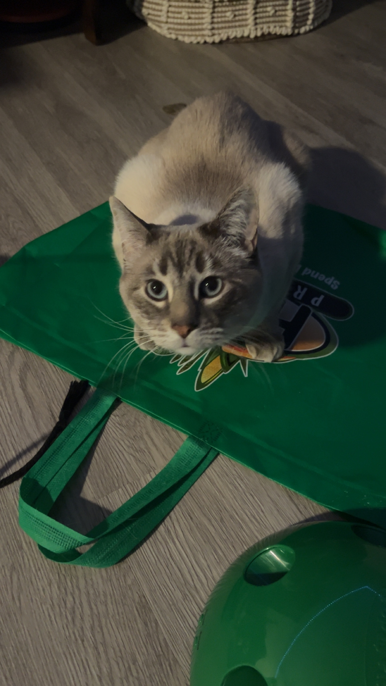 Pet photo