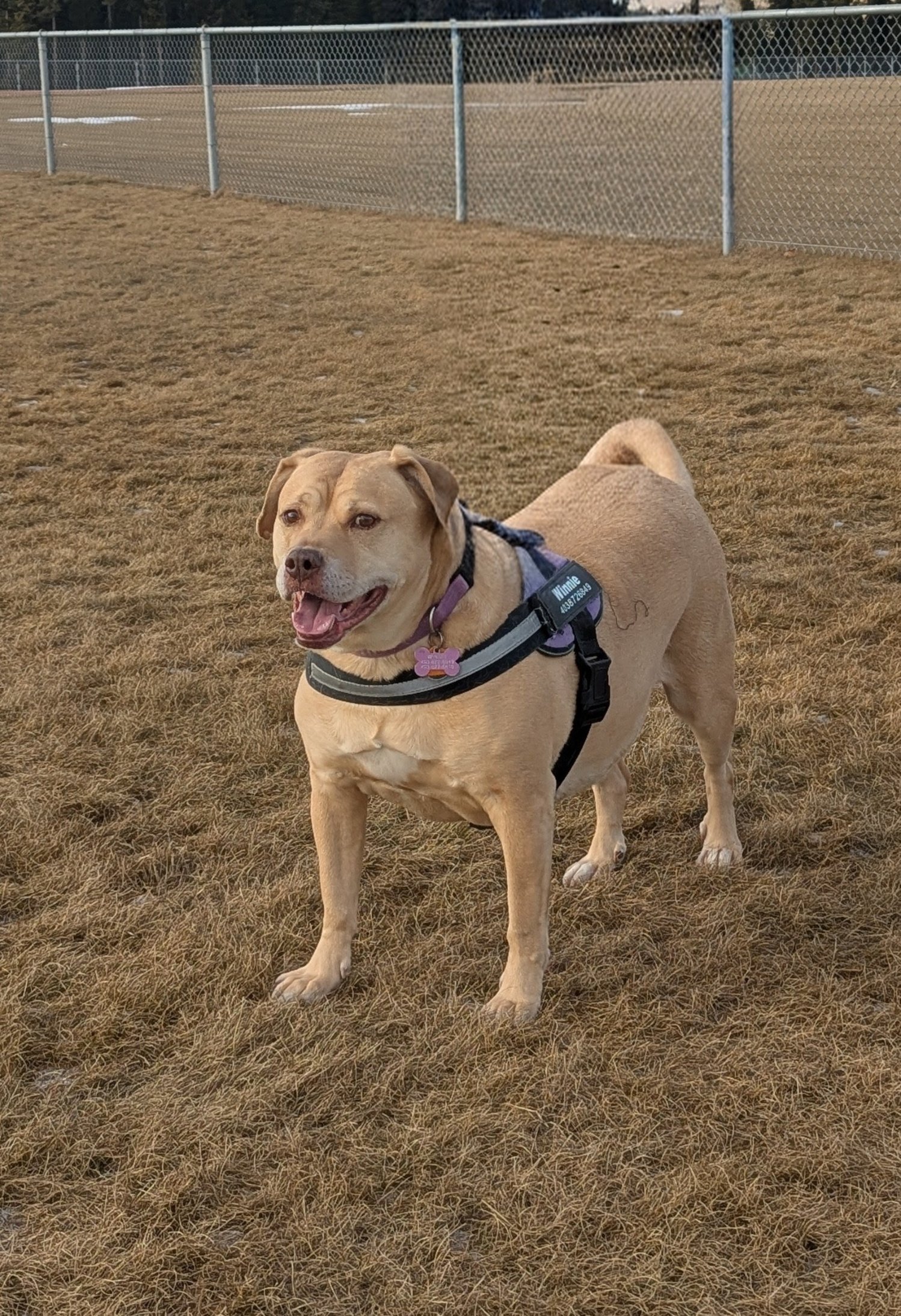 Pet photo