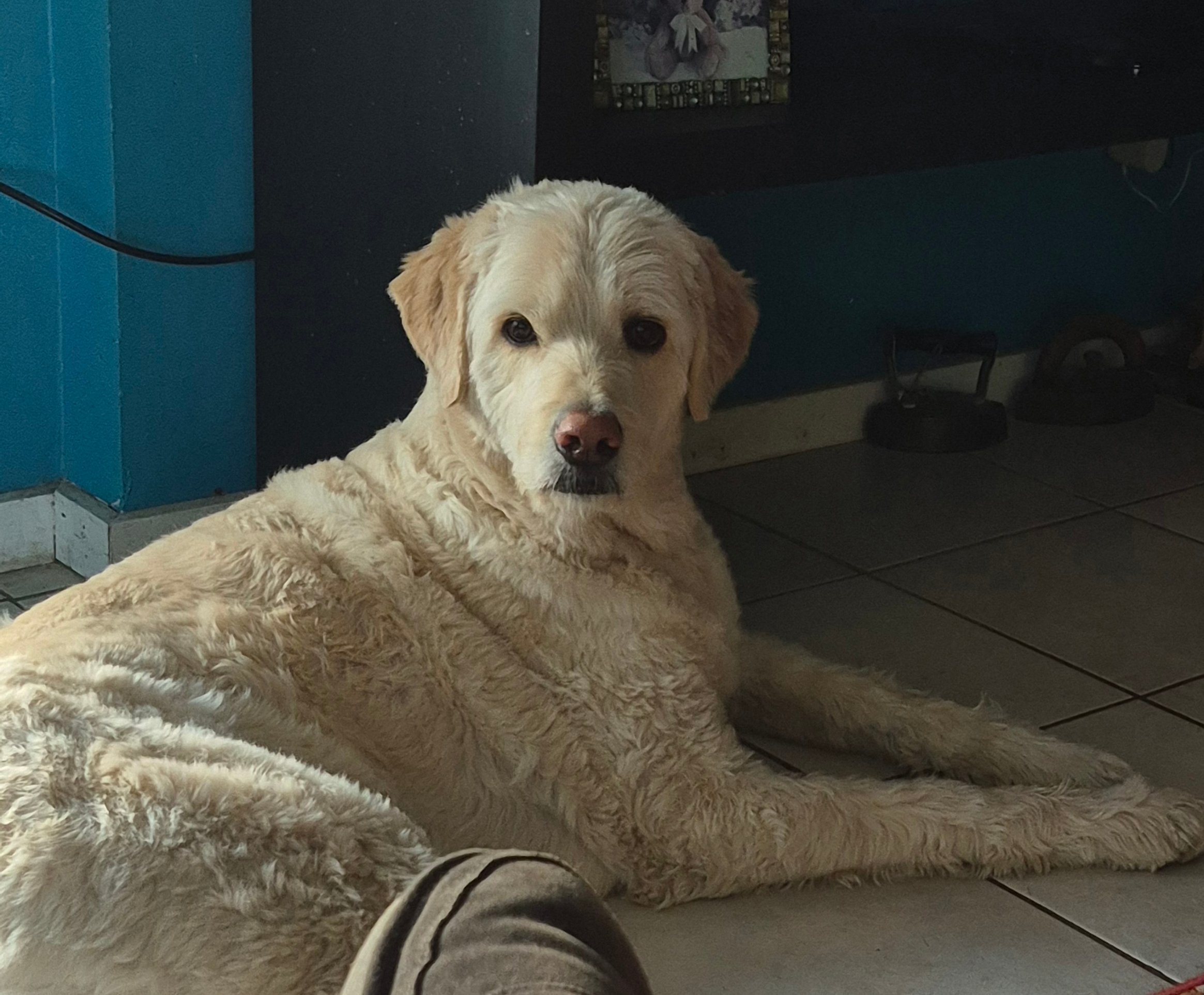 Pet photo