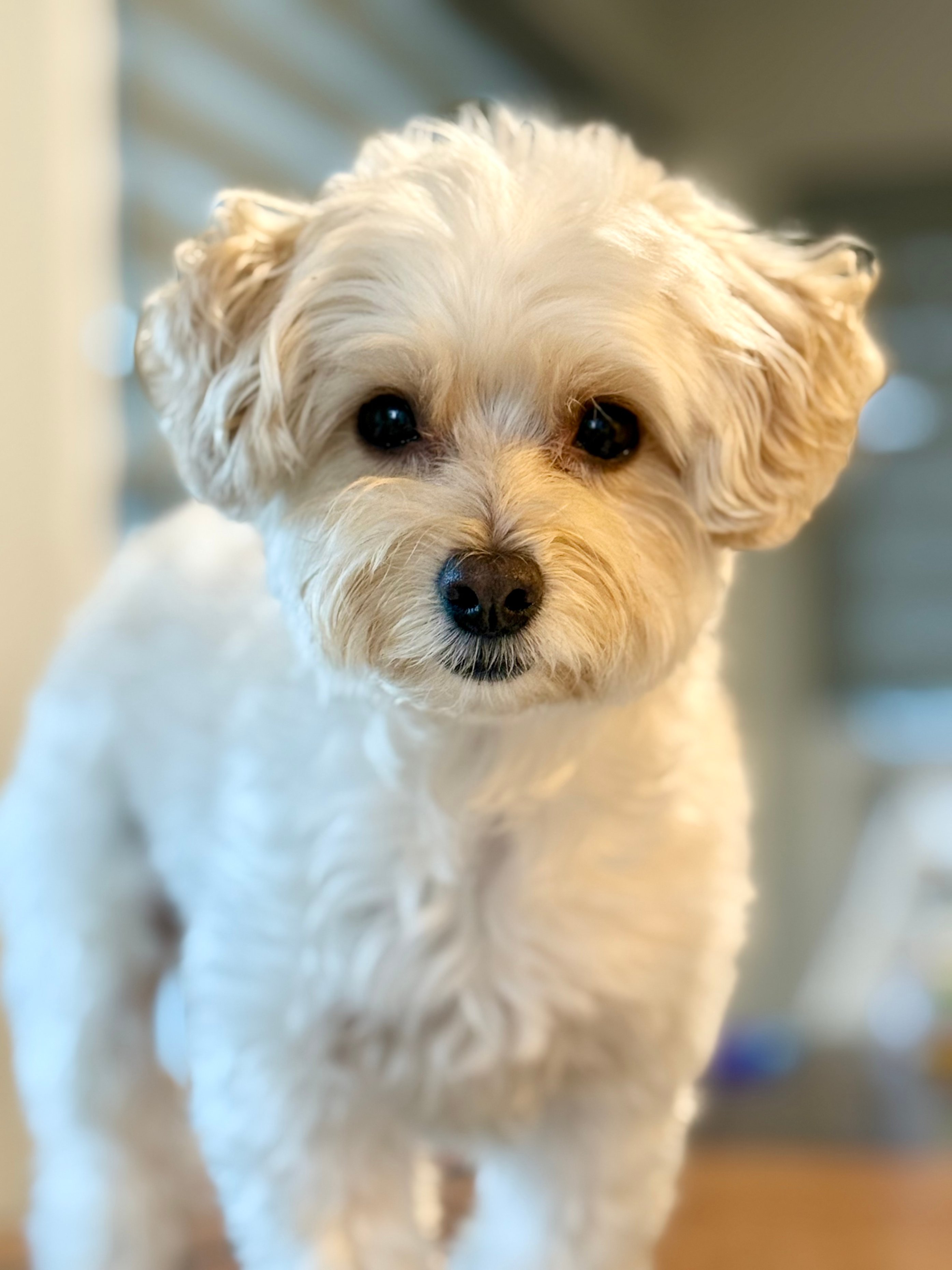 Pet photo