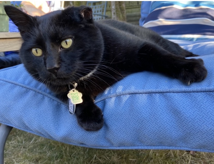 Pet photo