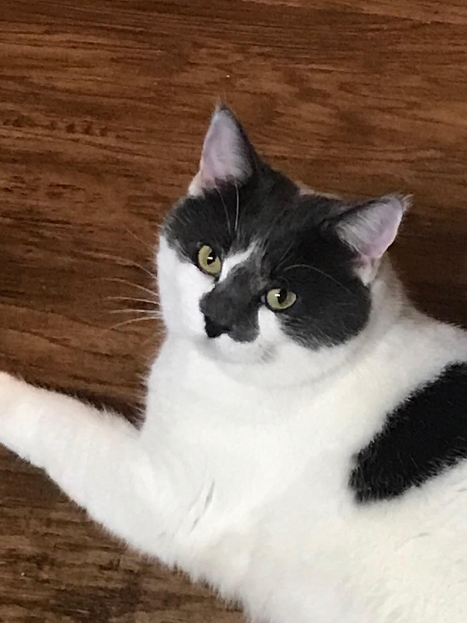 Pet photo