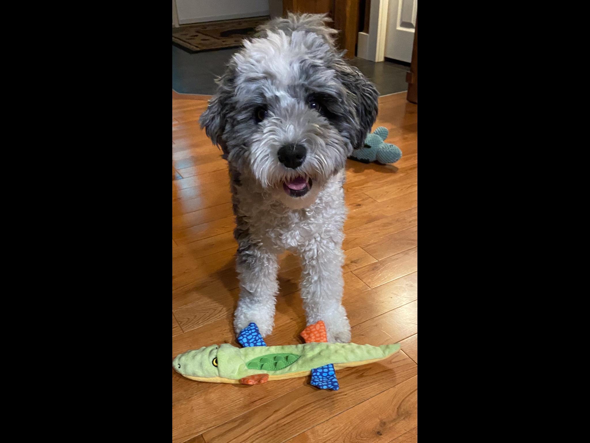 Pet photo