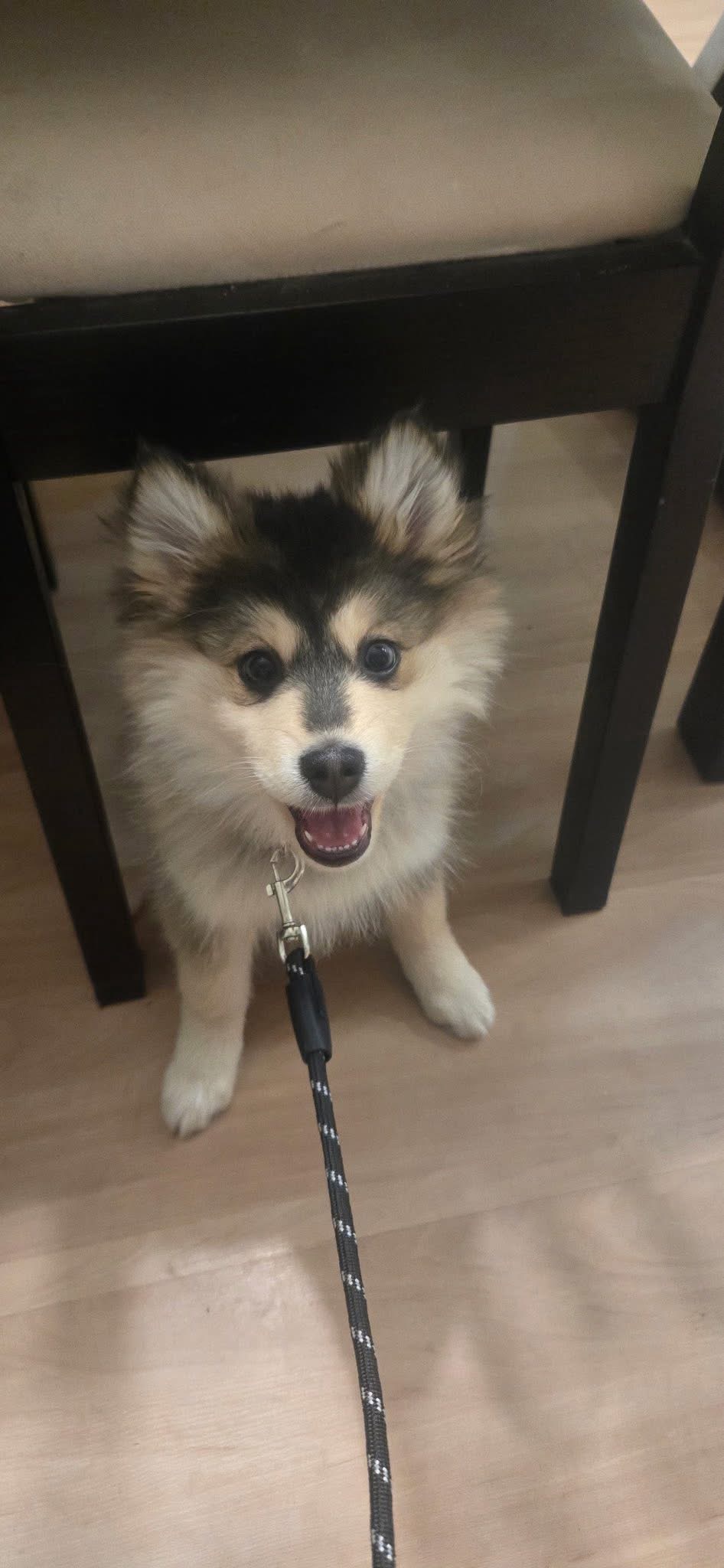 Pet photo