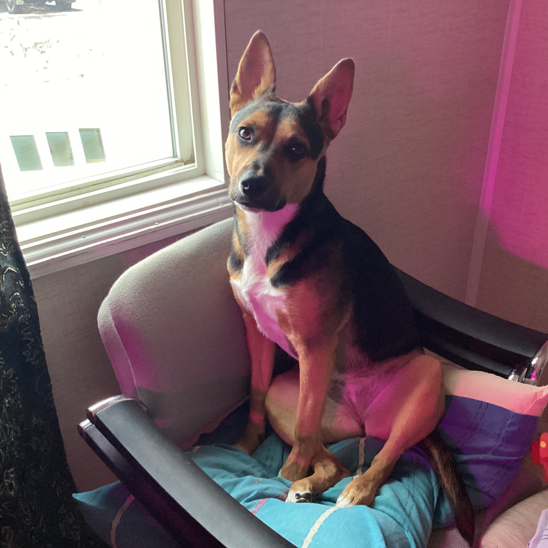 Pet photo