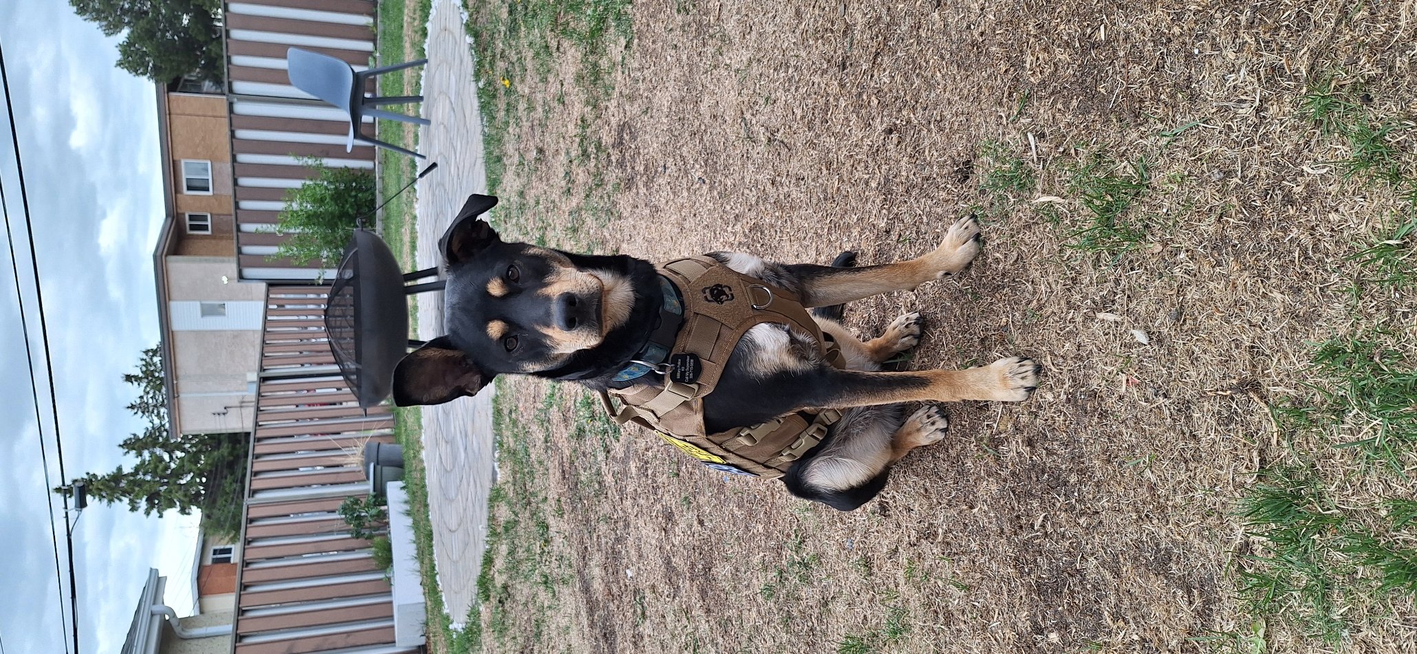 Pet photo