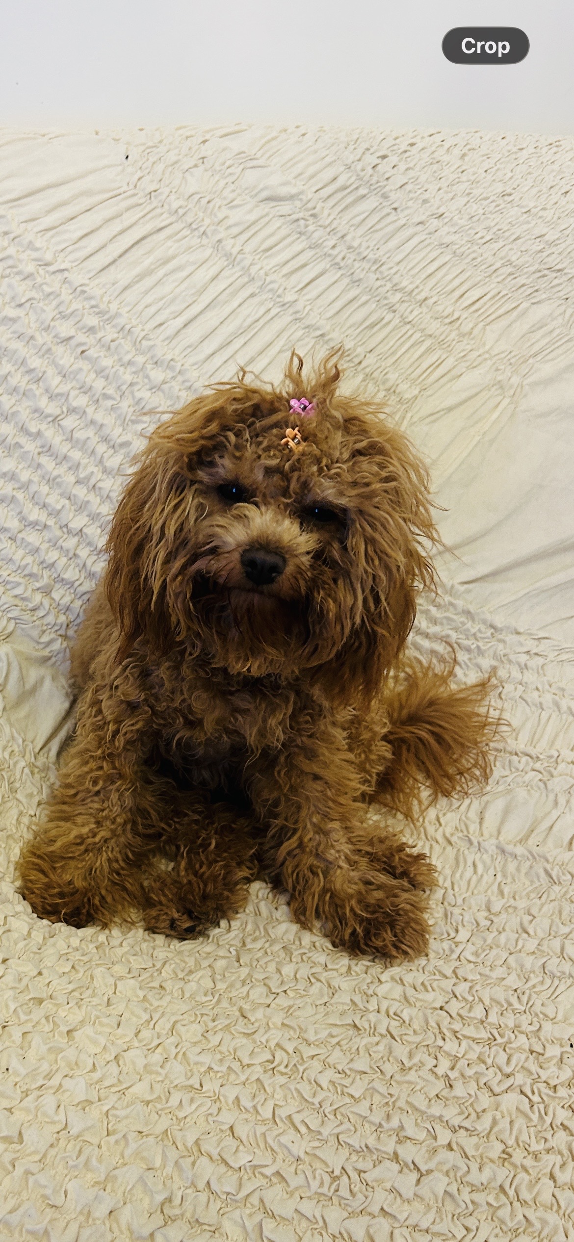 Pet photo