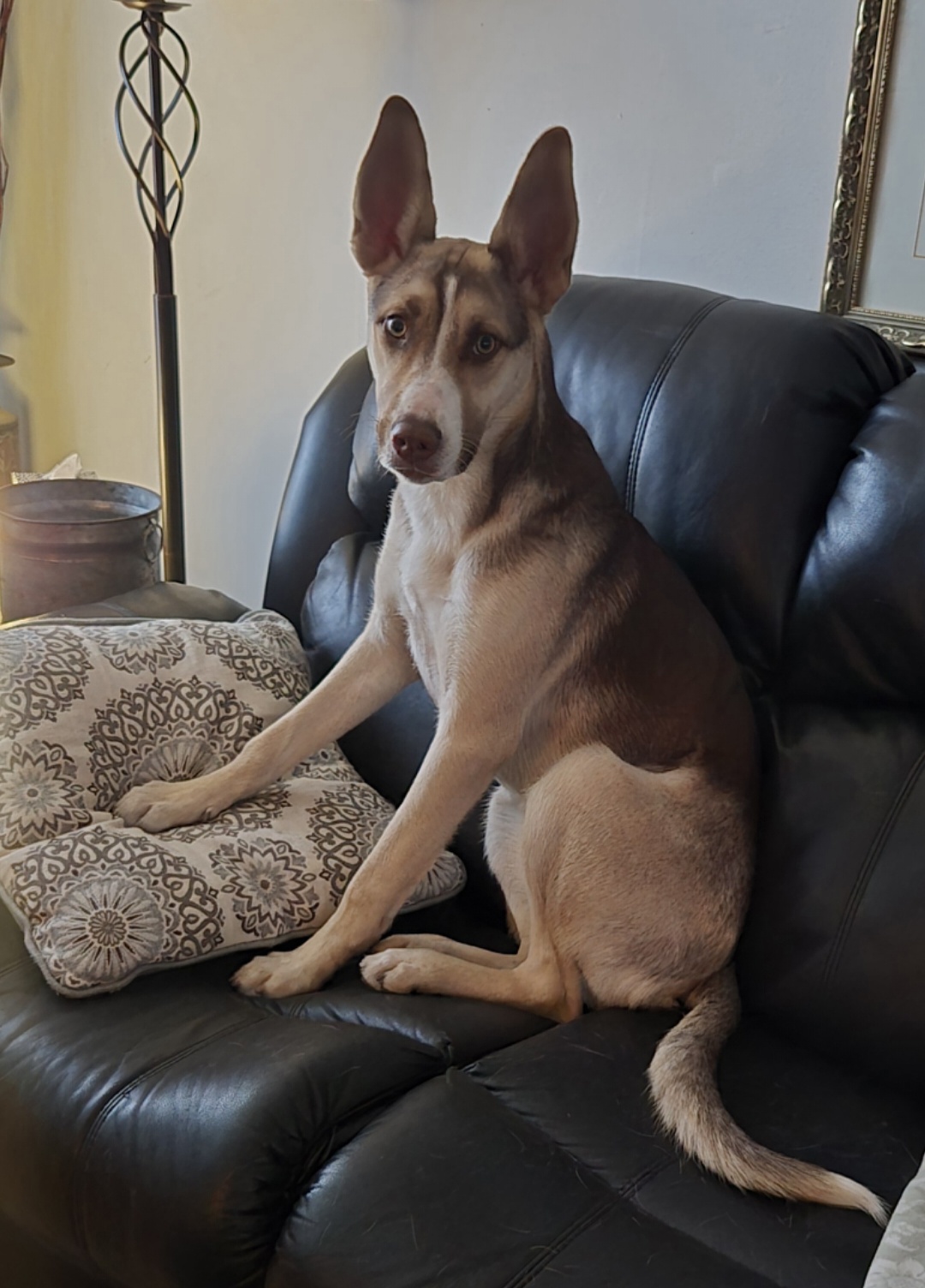 Pet photo