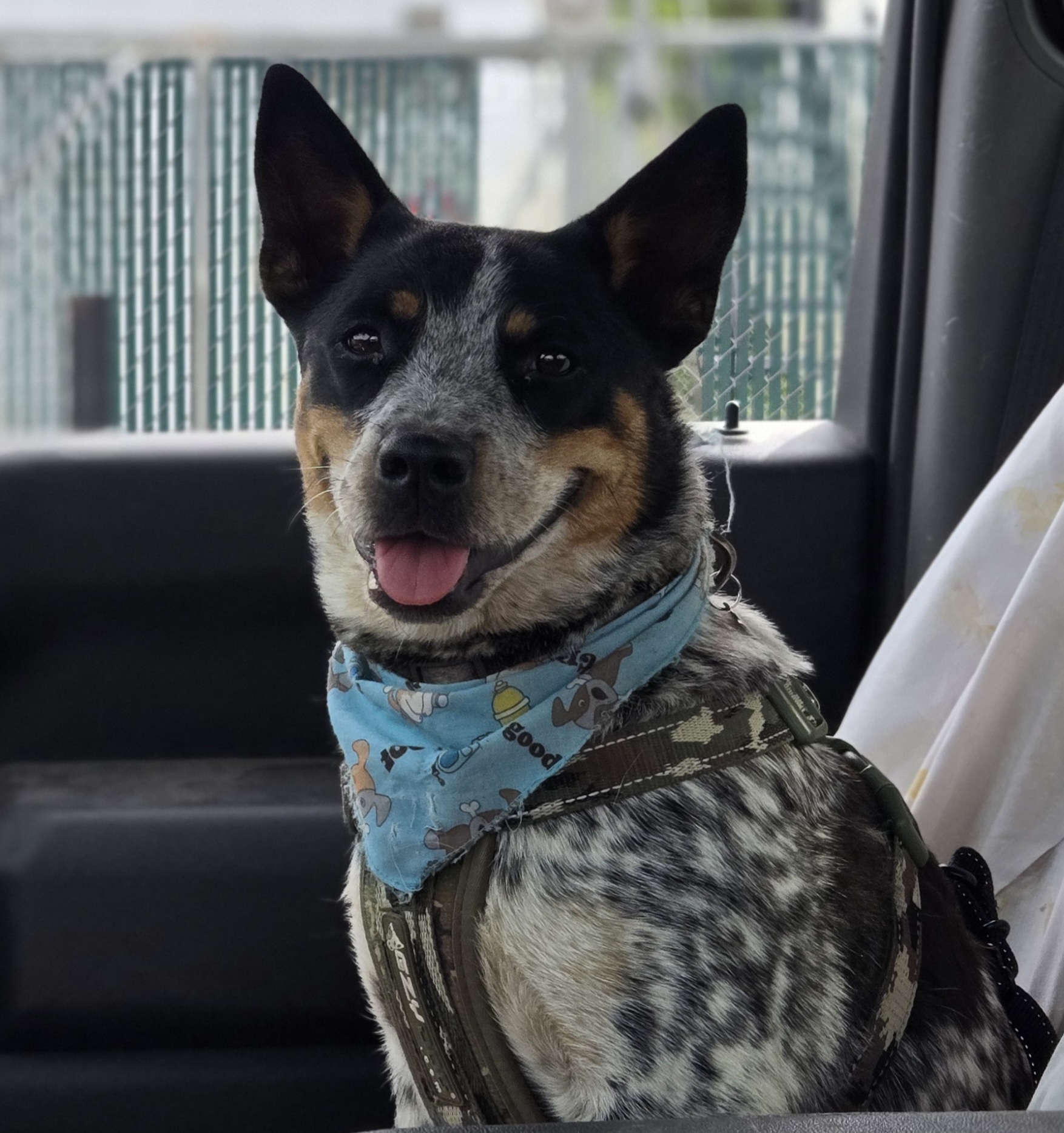 Pet photo