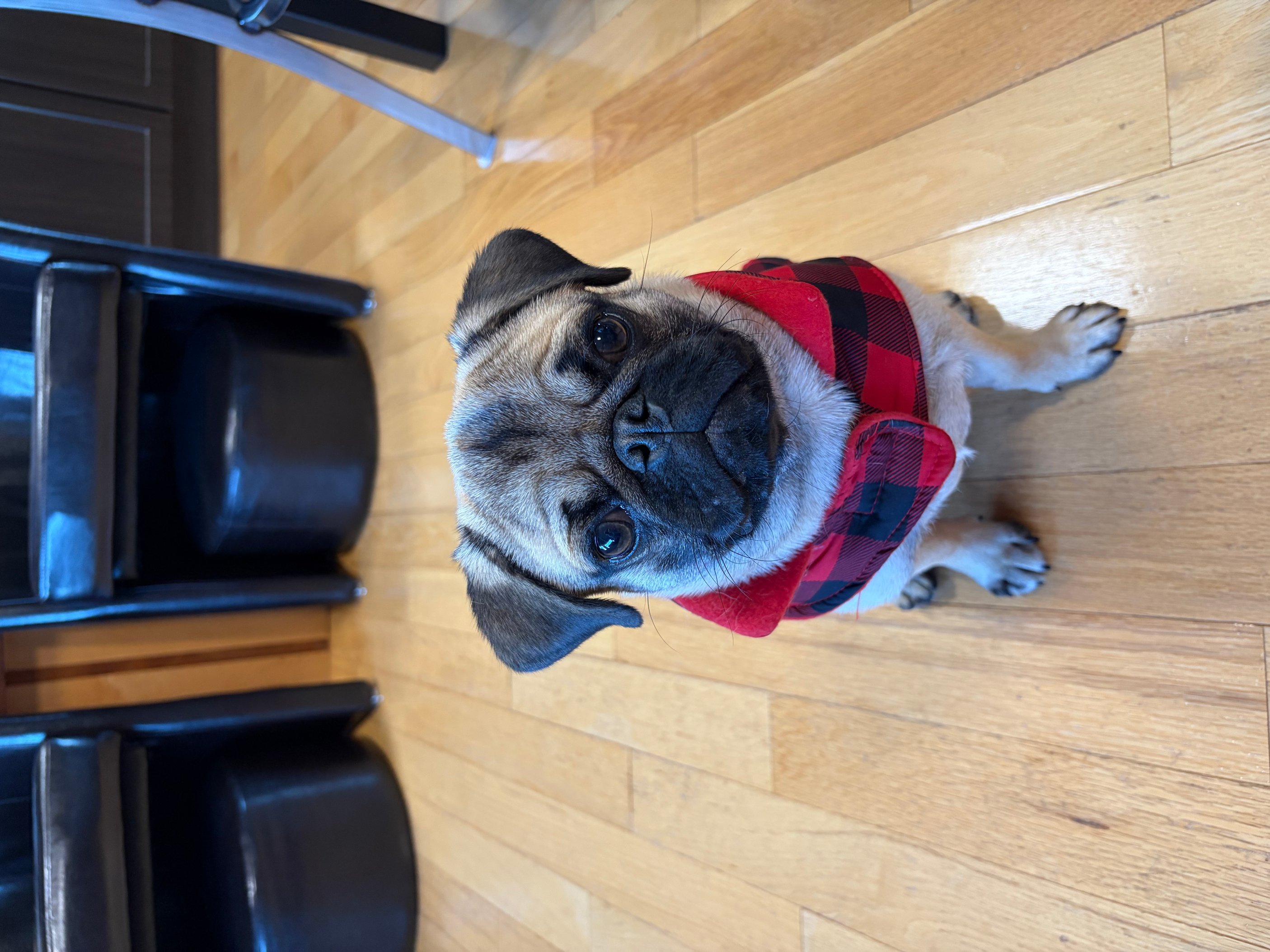 Pet photo