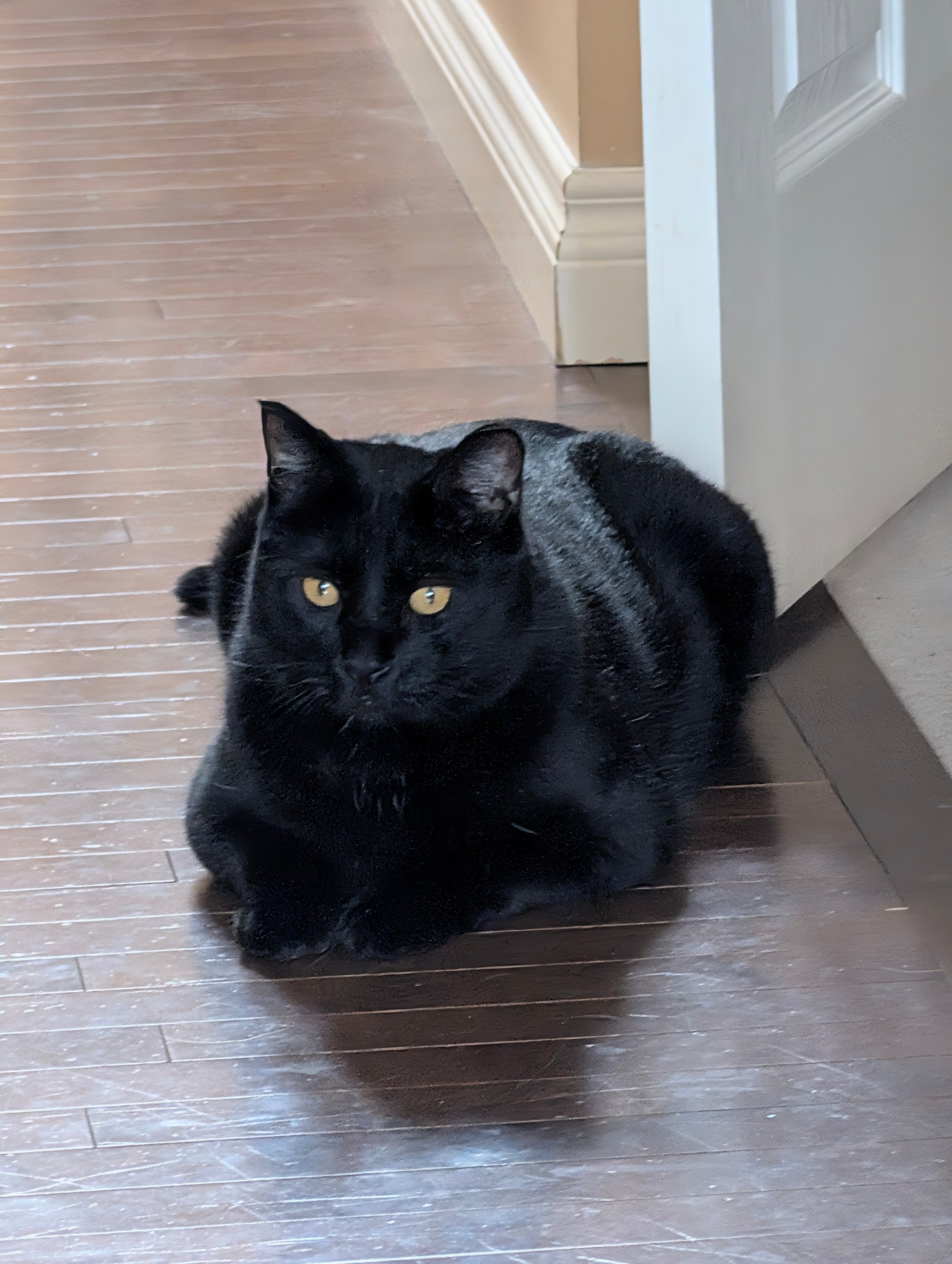 Pet photo