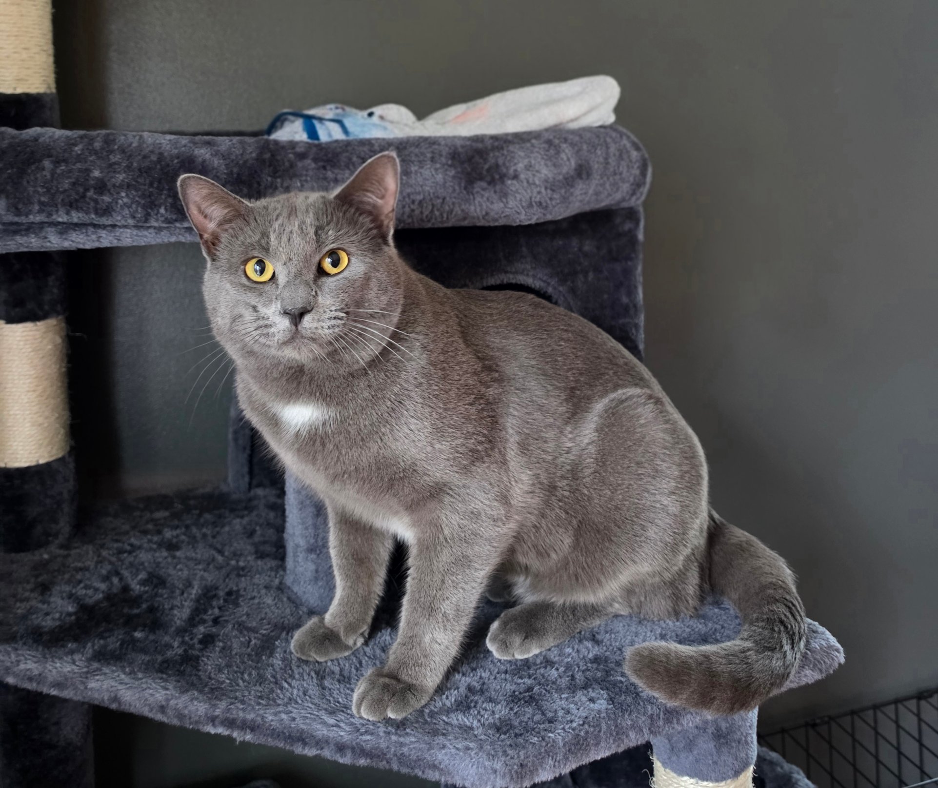 Pet photo