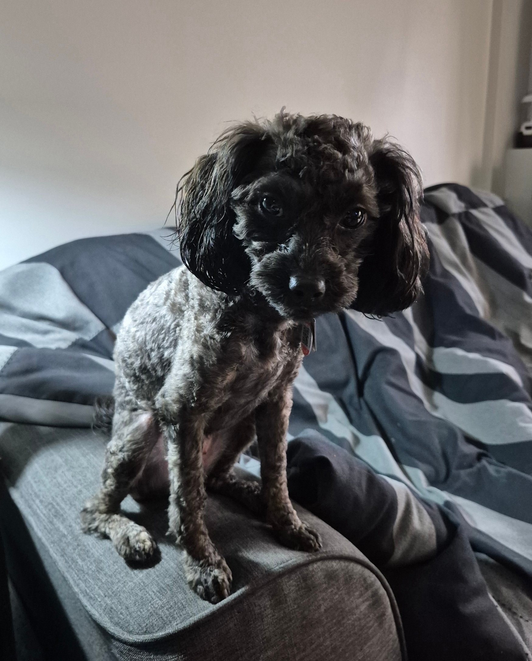 Pet photo