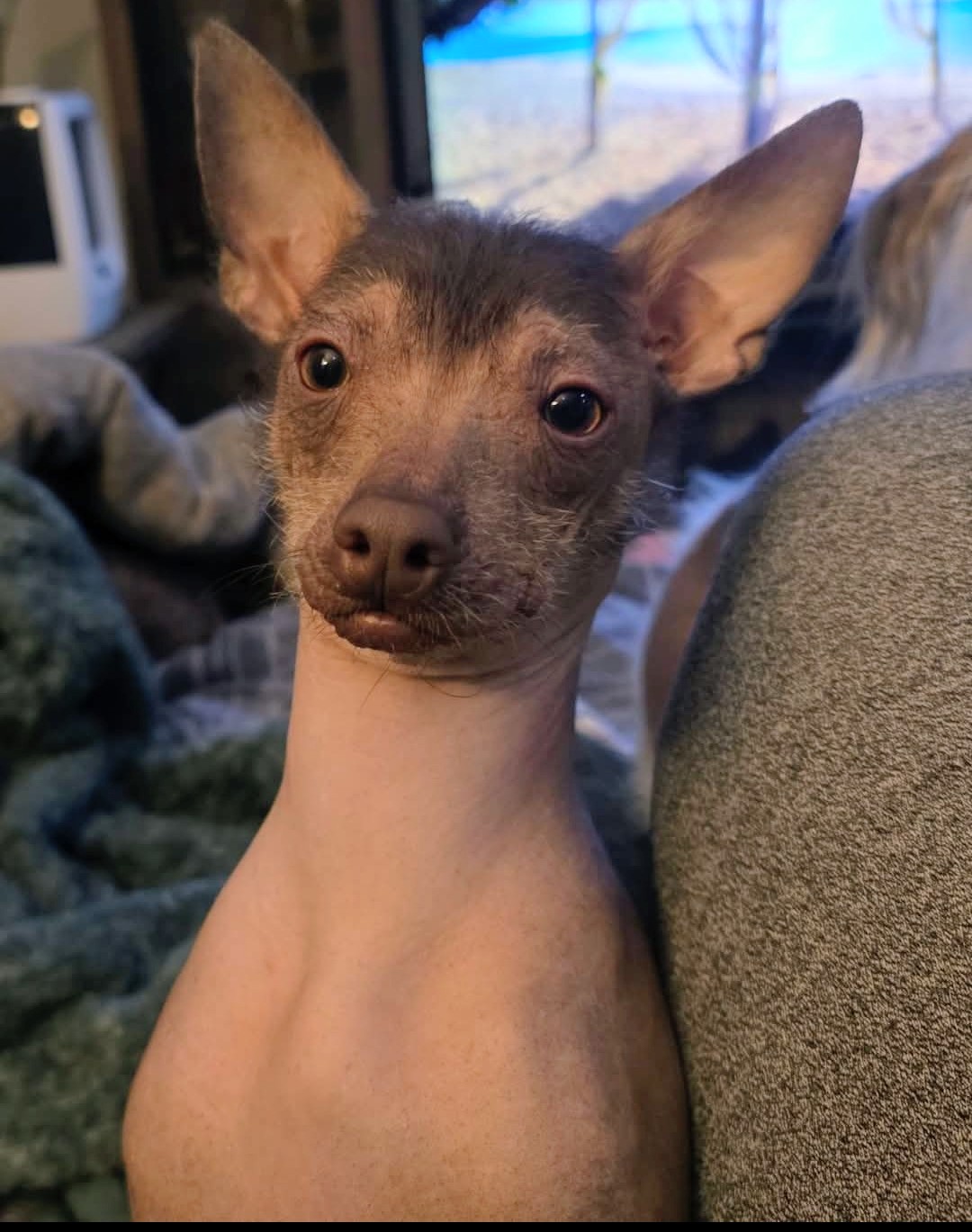 Pet photo