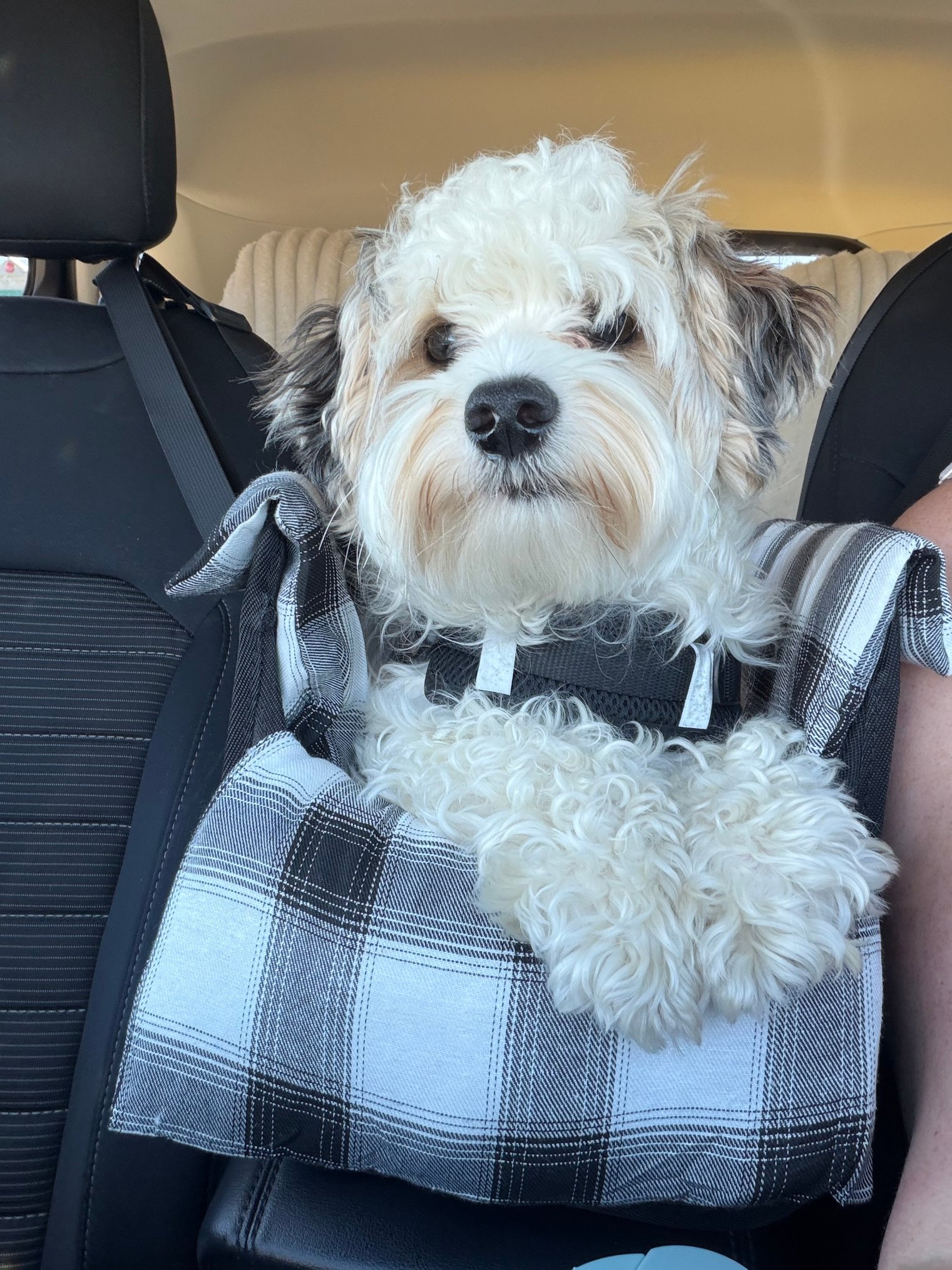 Pet photo