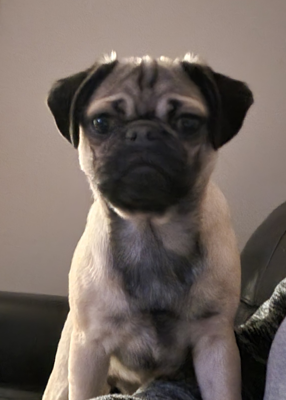 Pet photo