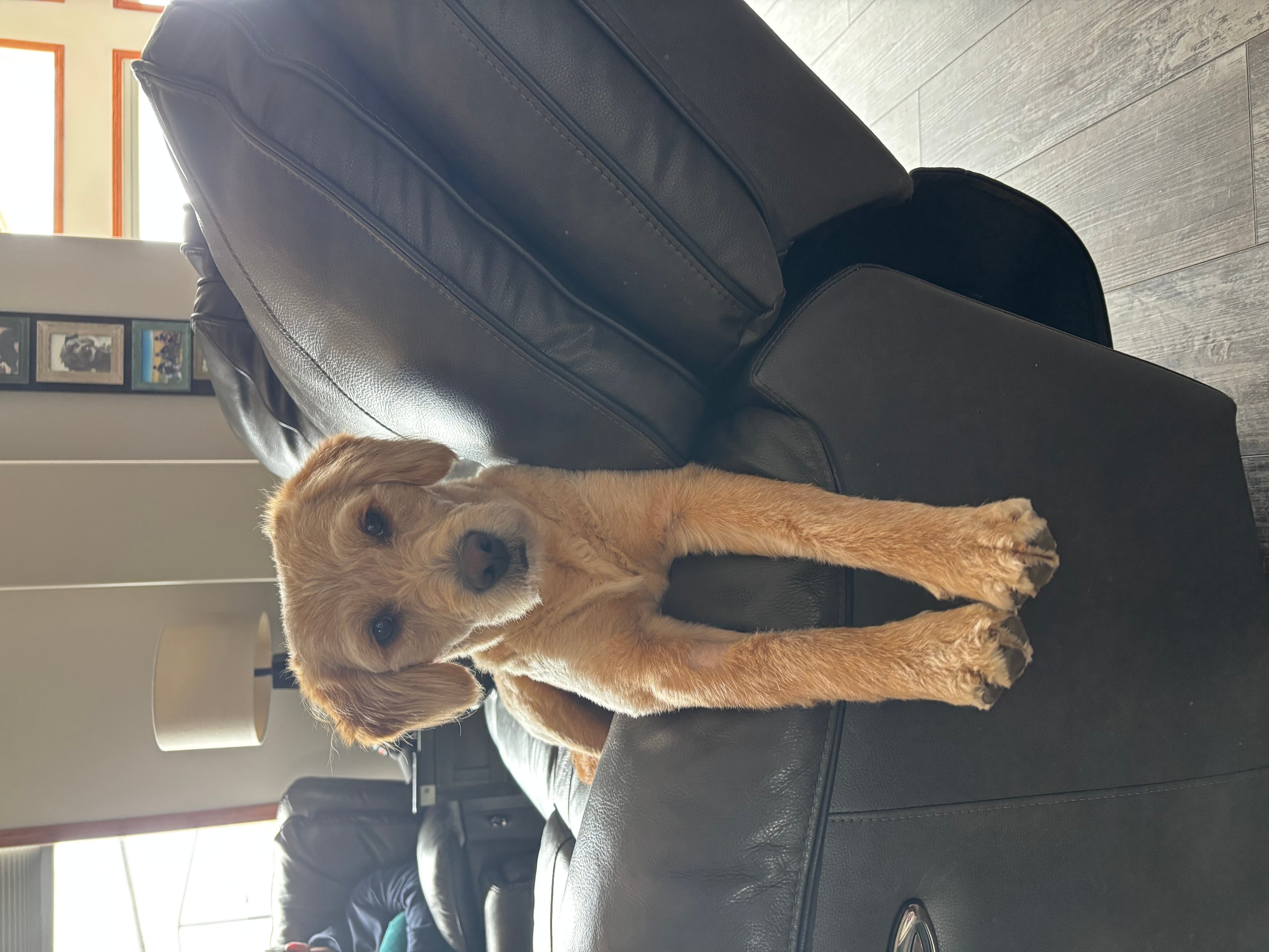 Pet photo