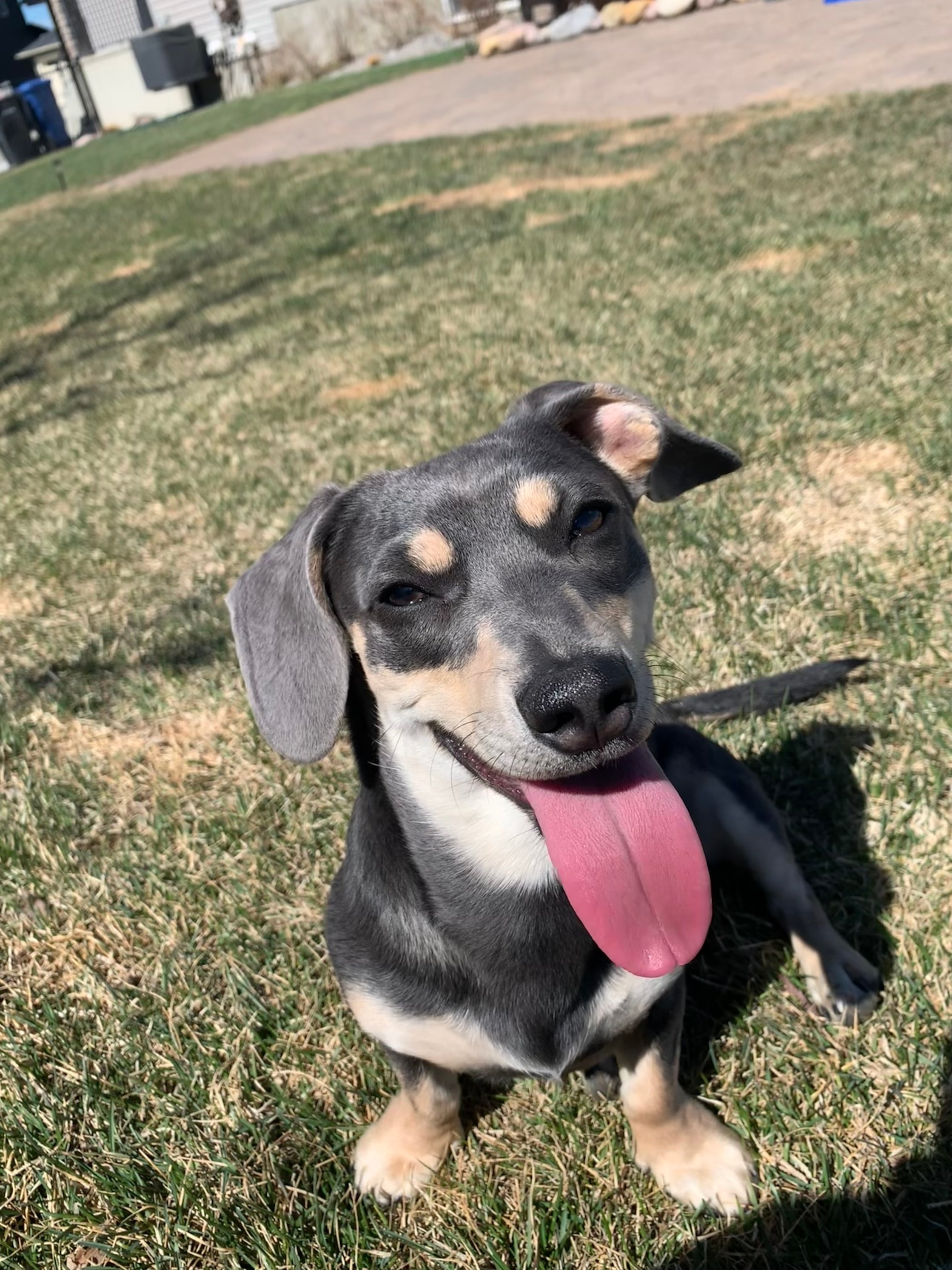 Pet photo