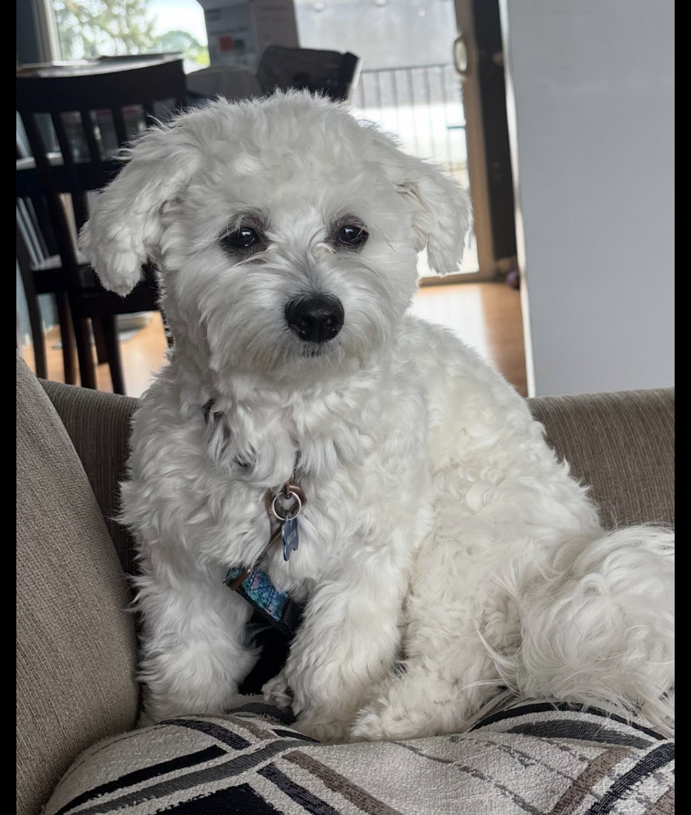 Pet photo