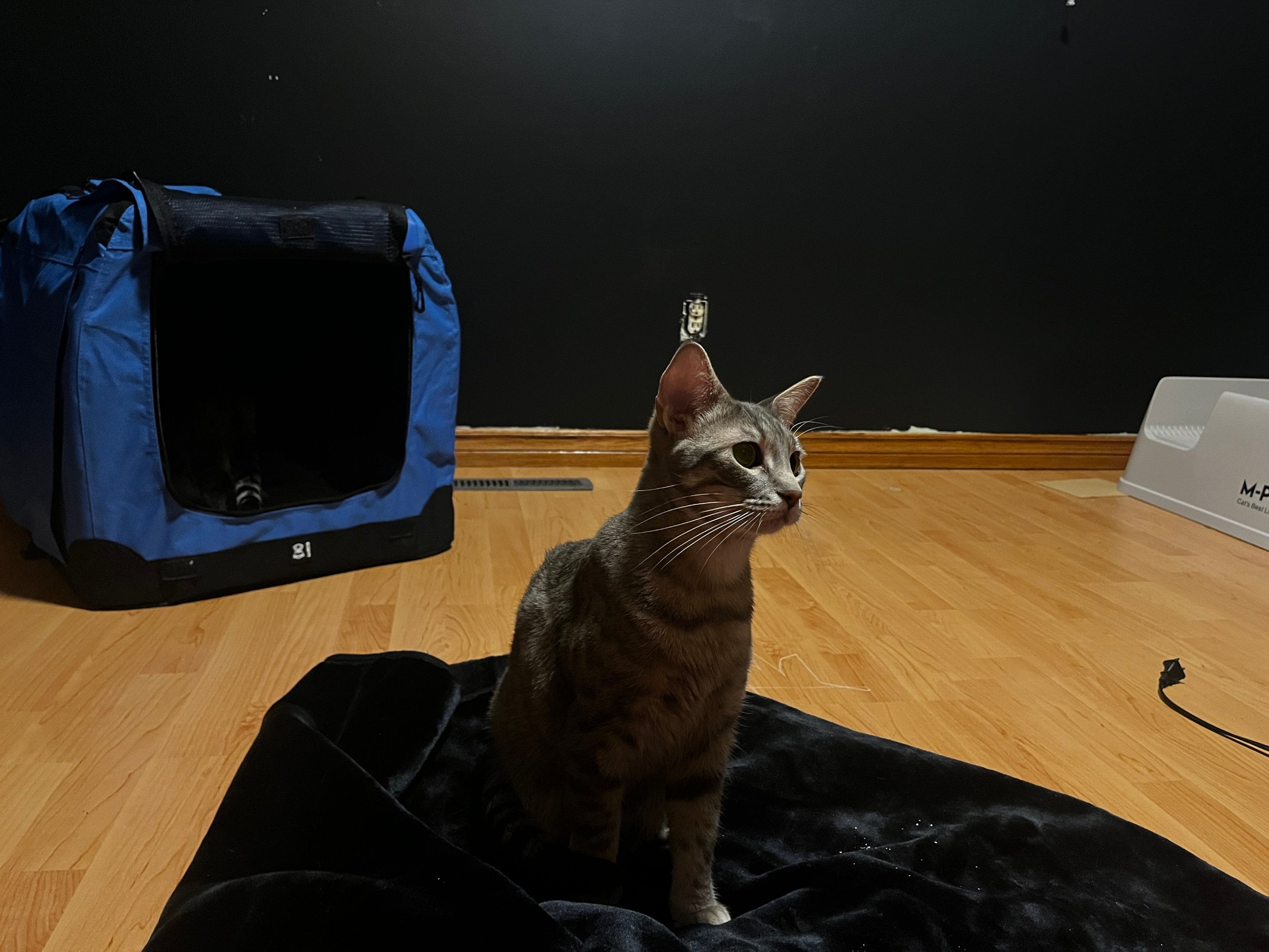 Pet photo