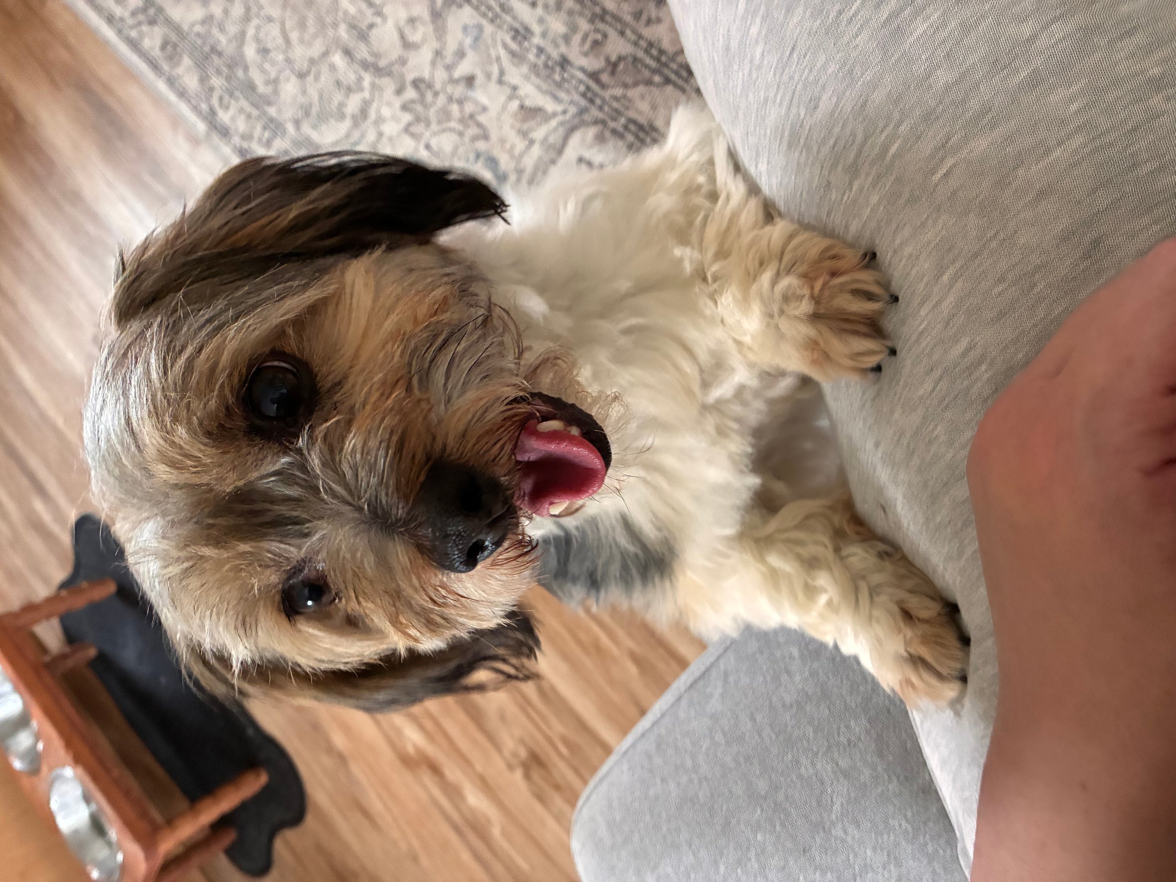 Pet photo