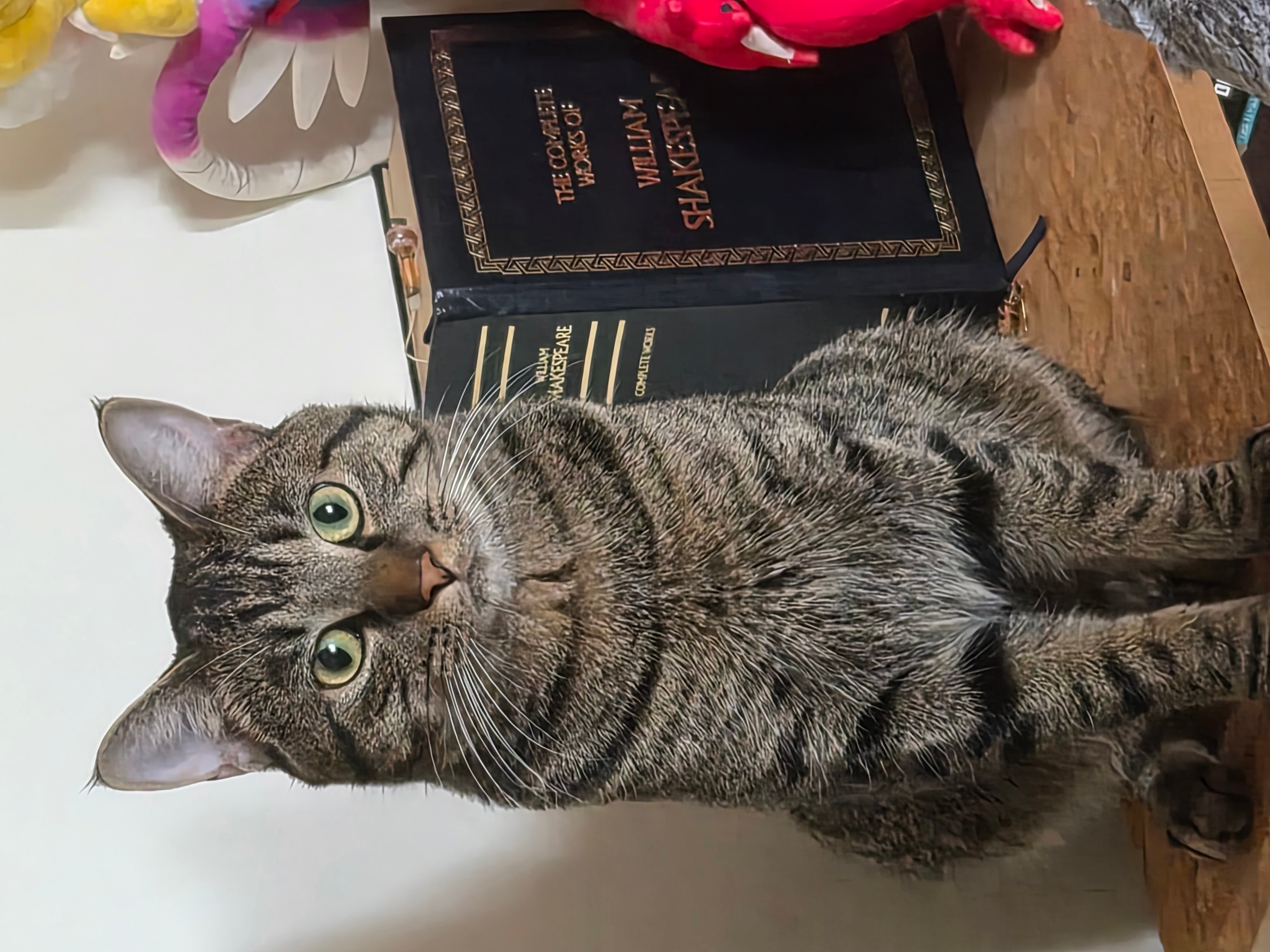Pet photo