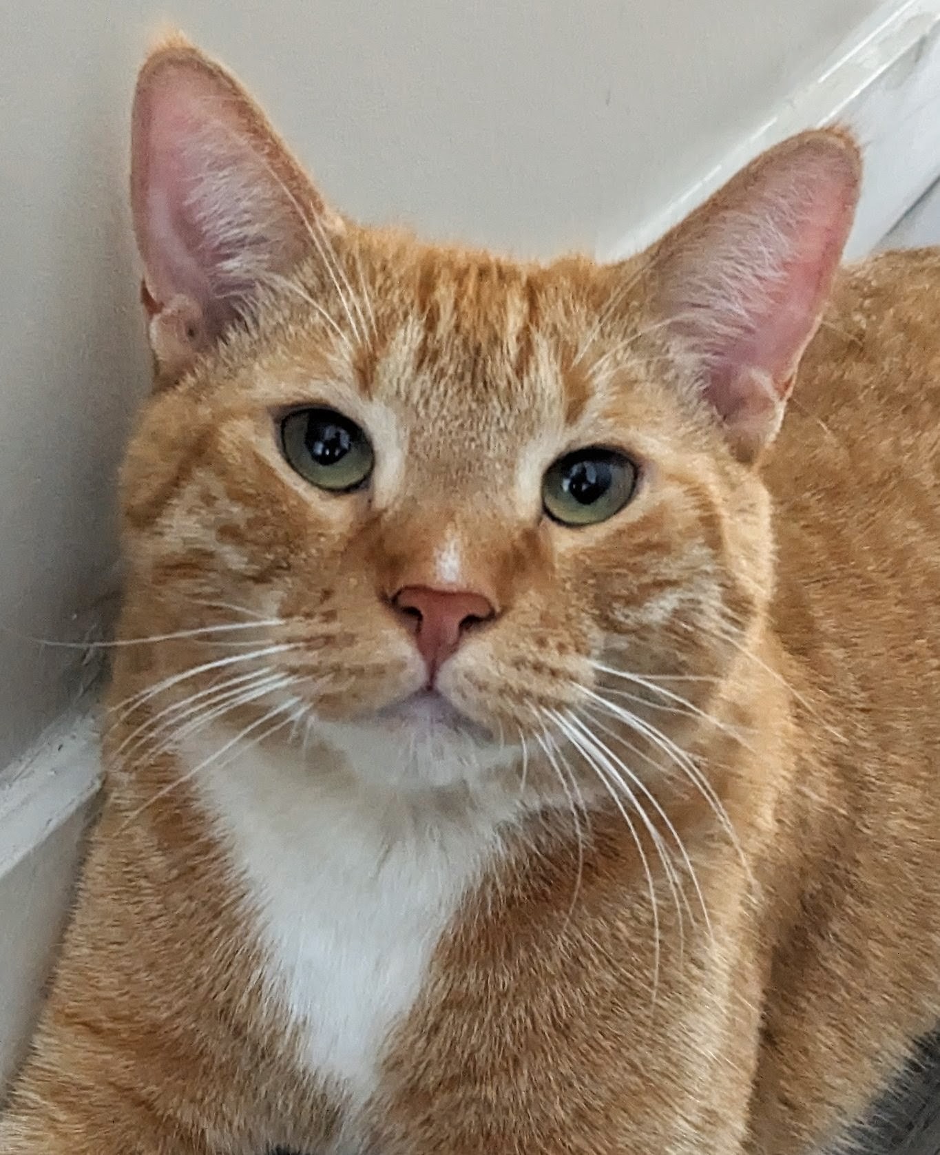 Pet photo