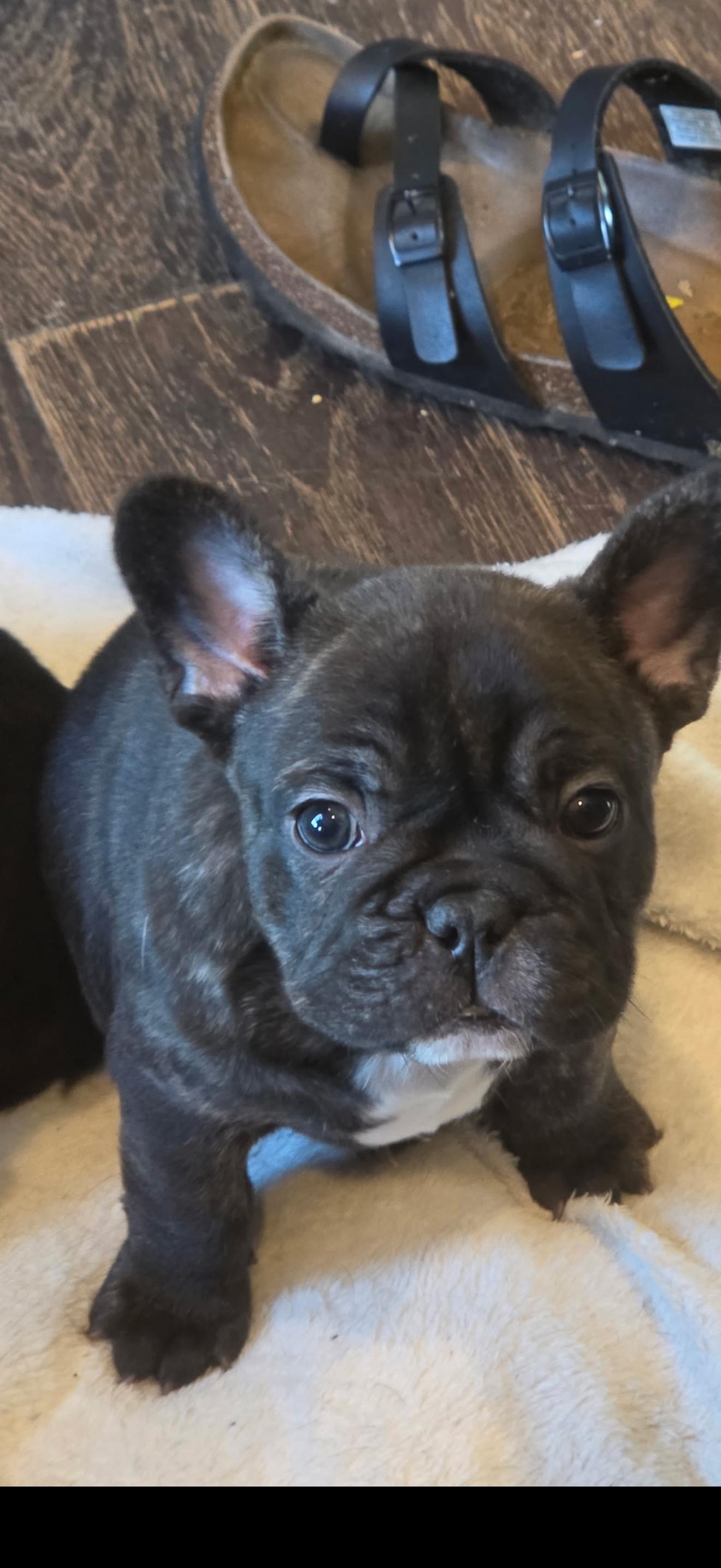 Pet photo