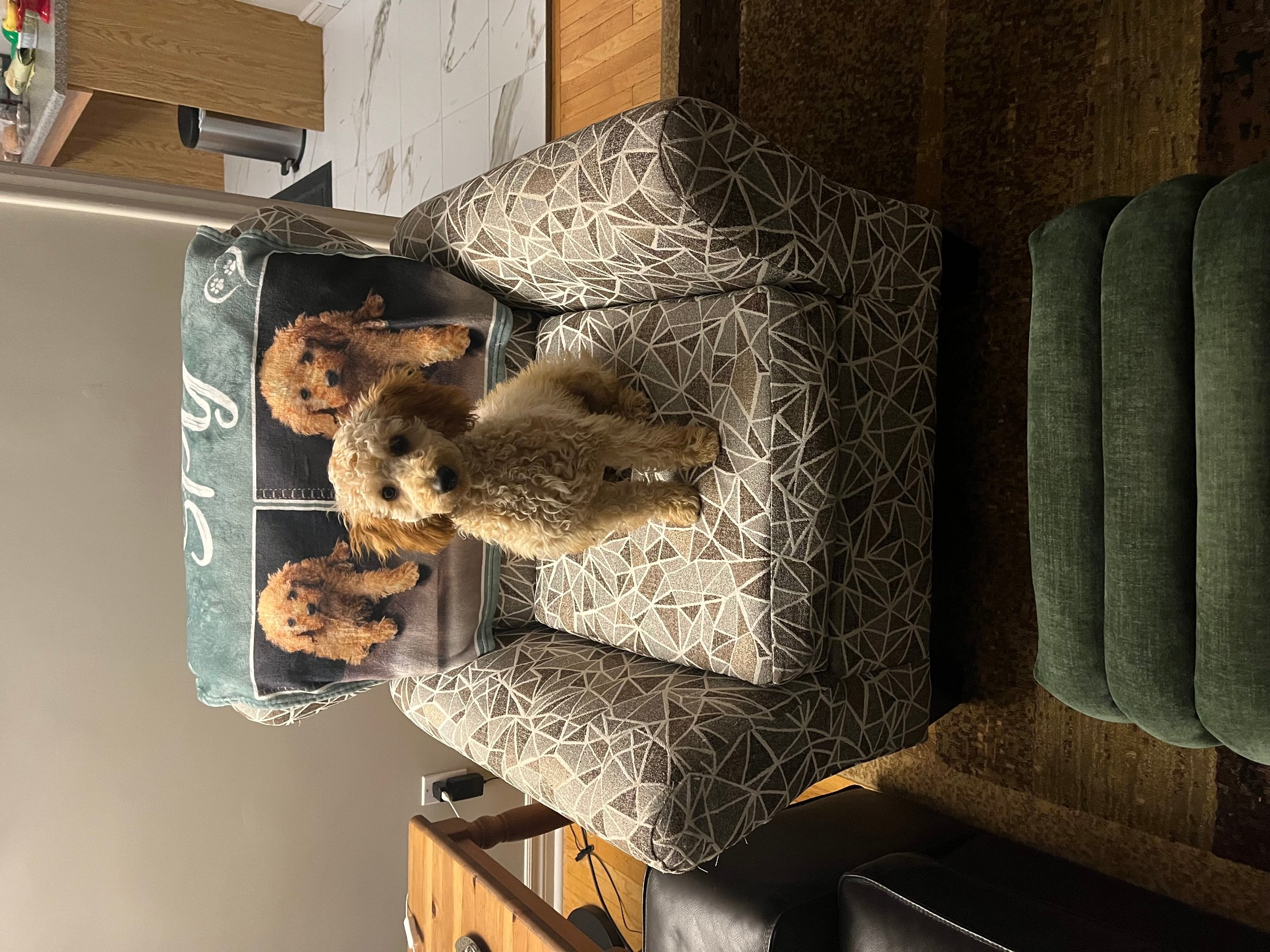 Pet photo