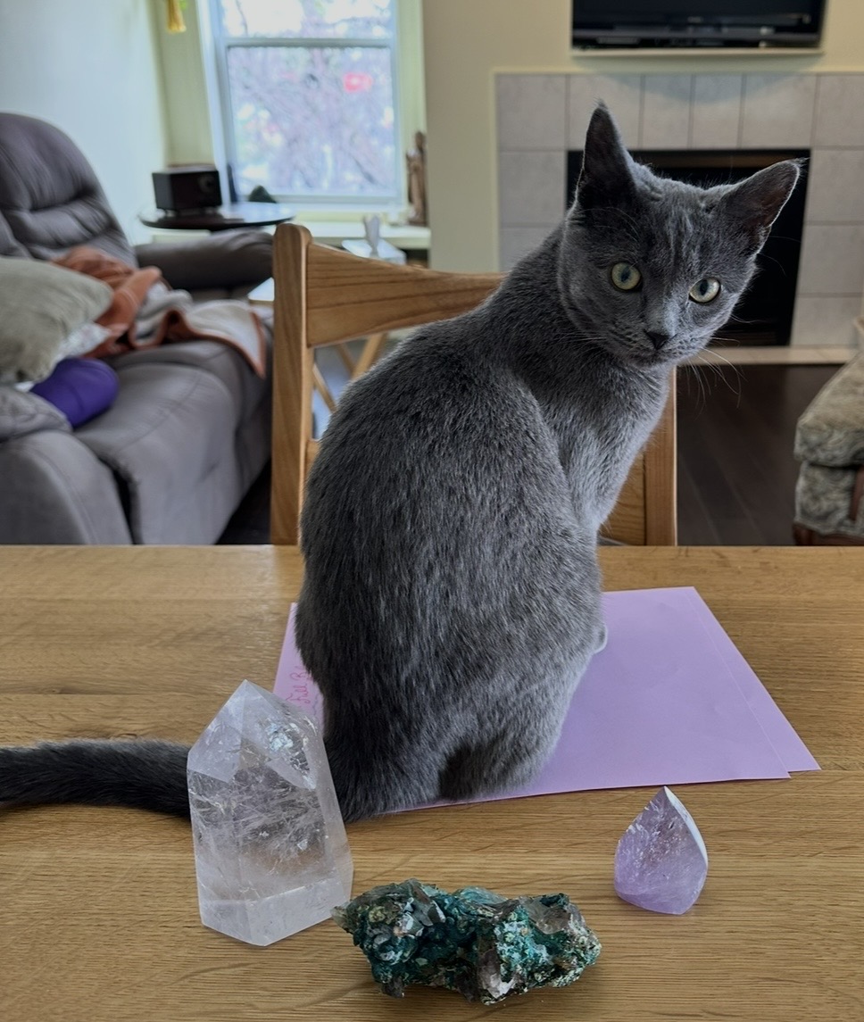 Pet photo