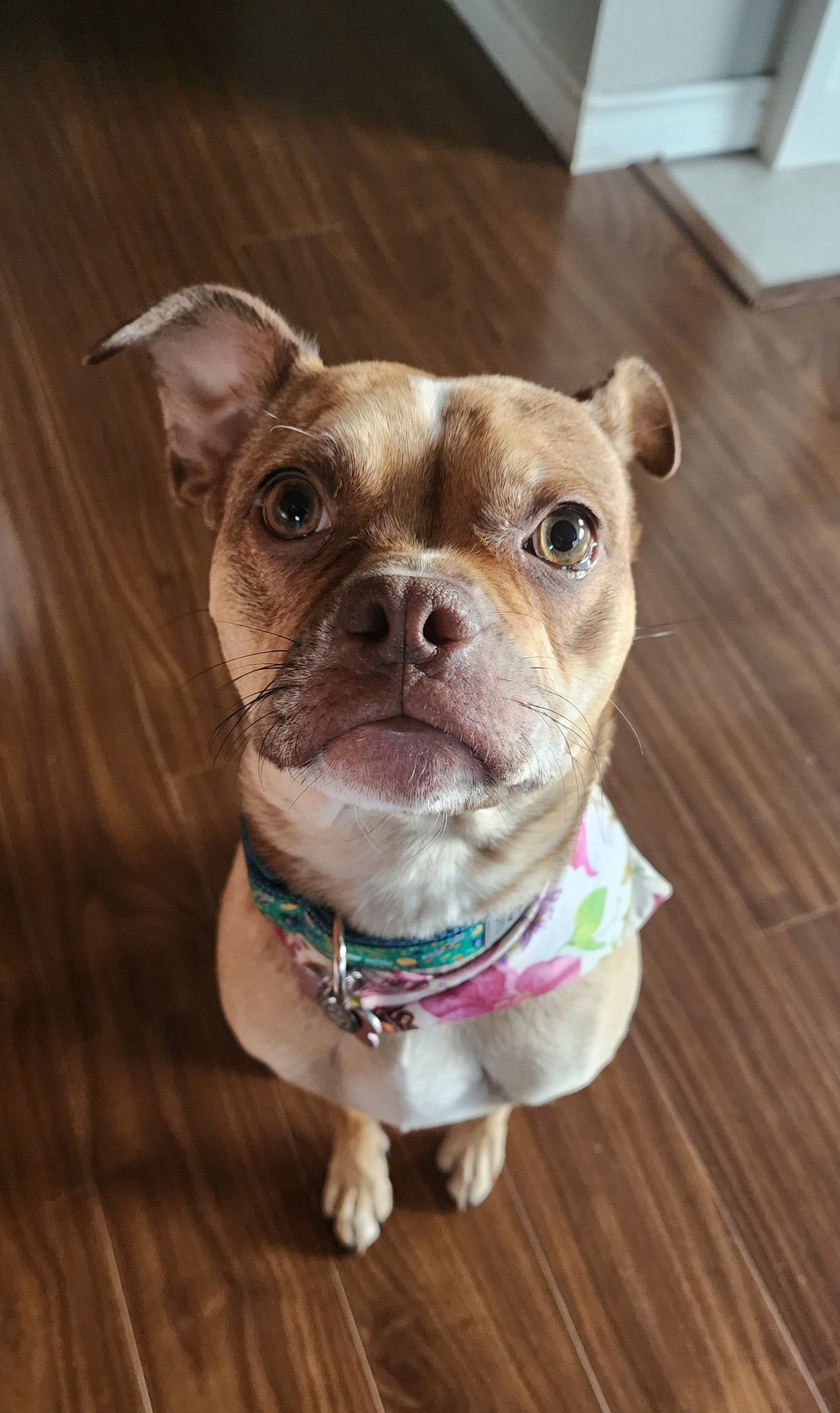 Pet photo