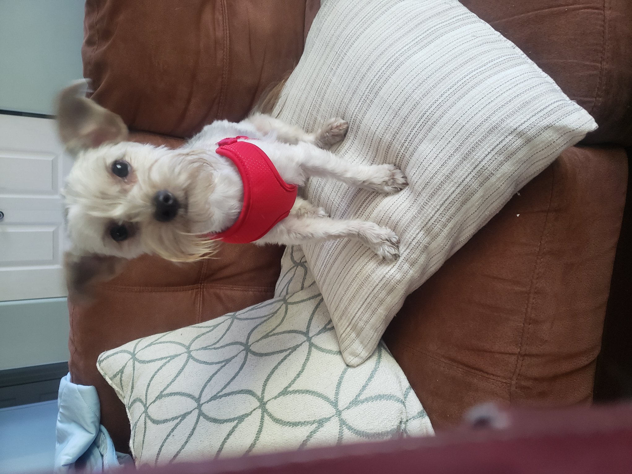 Pet photo