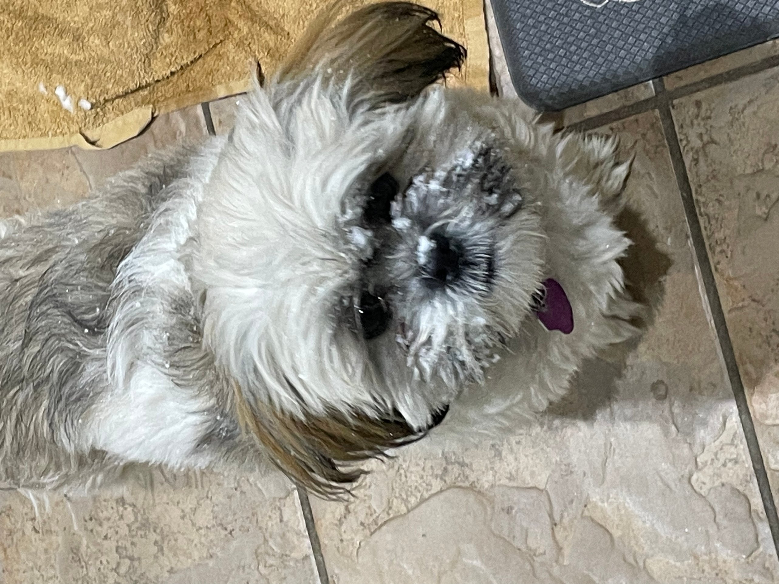 Pet photo
