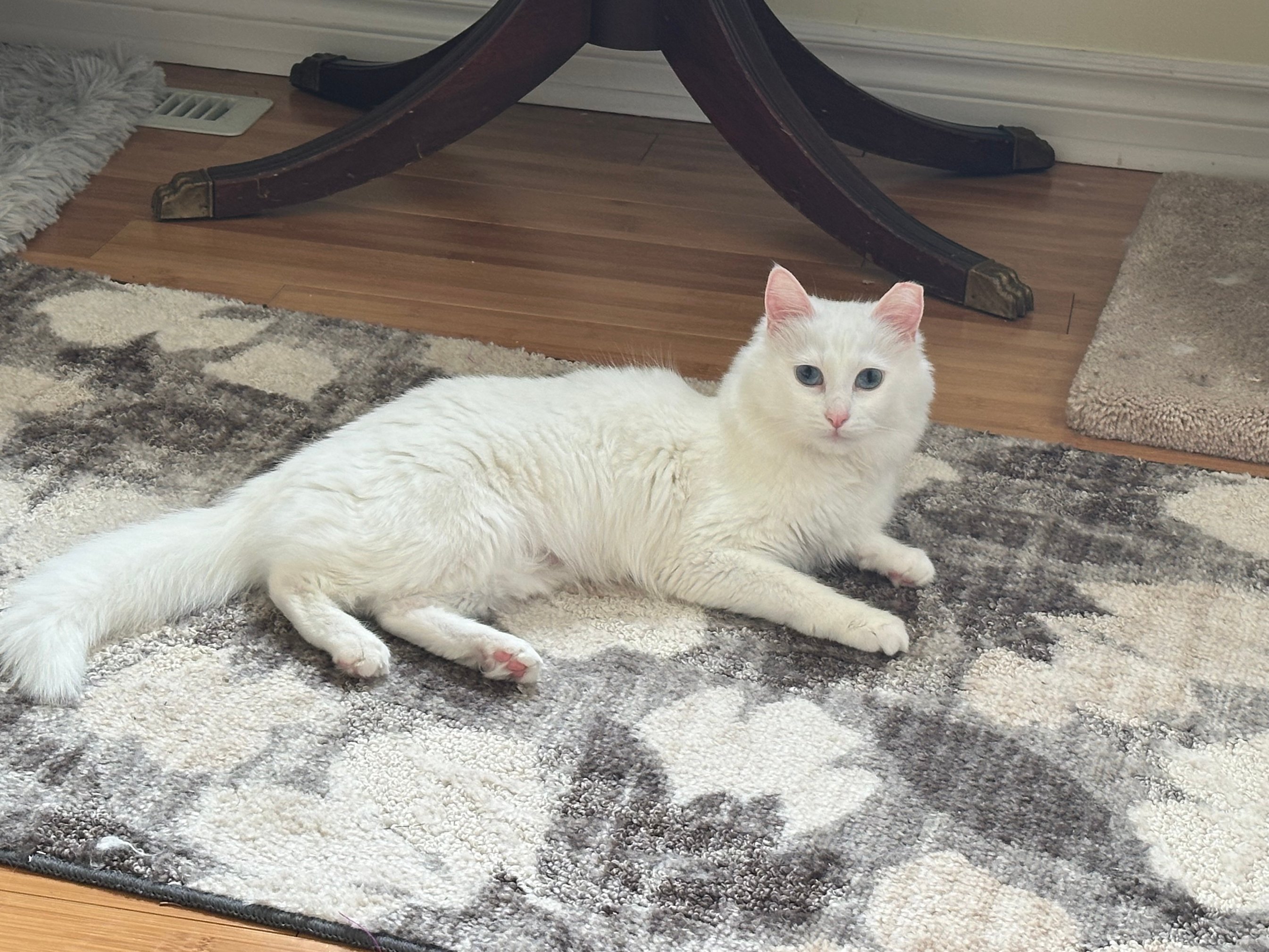 Pet photo