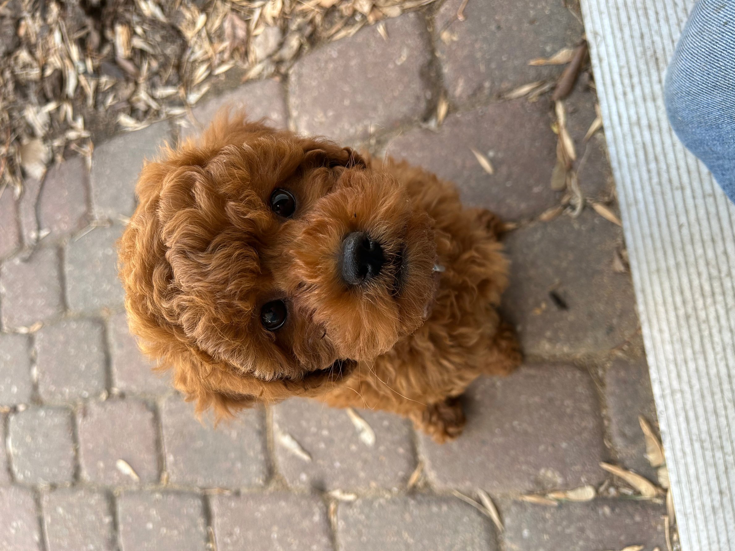 Pet photo