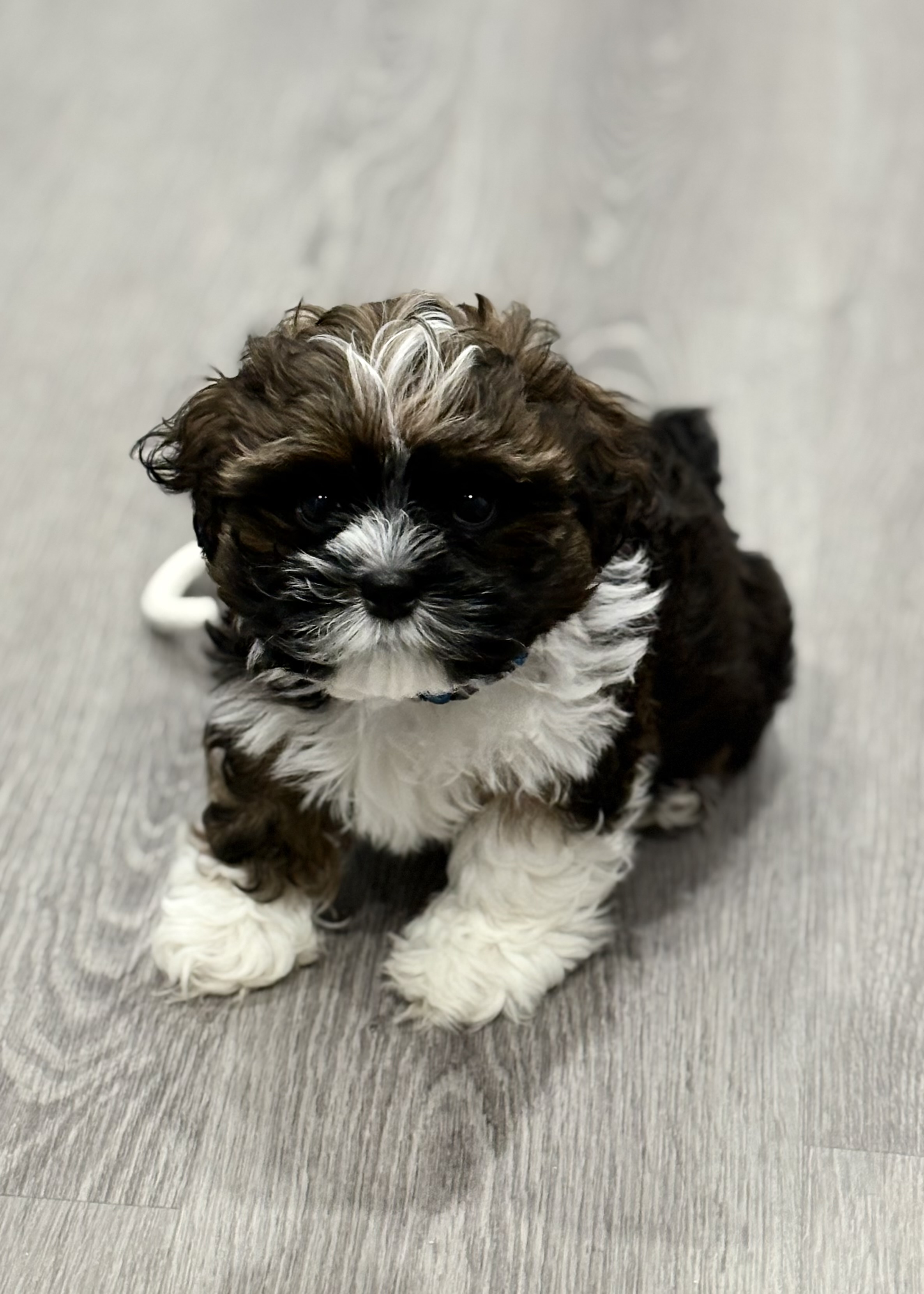 Pet photo