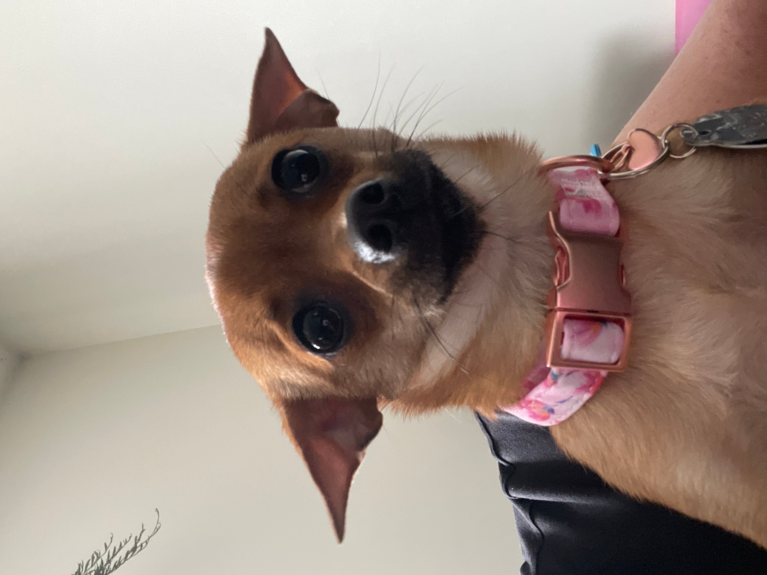 Pet photo