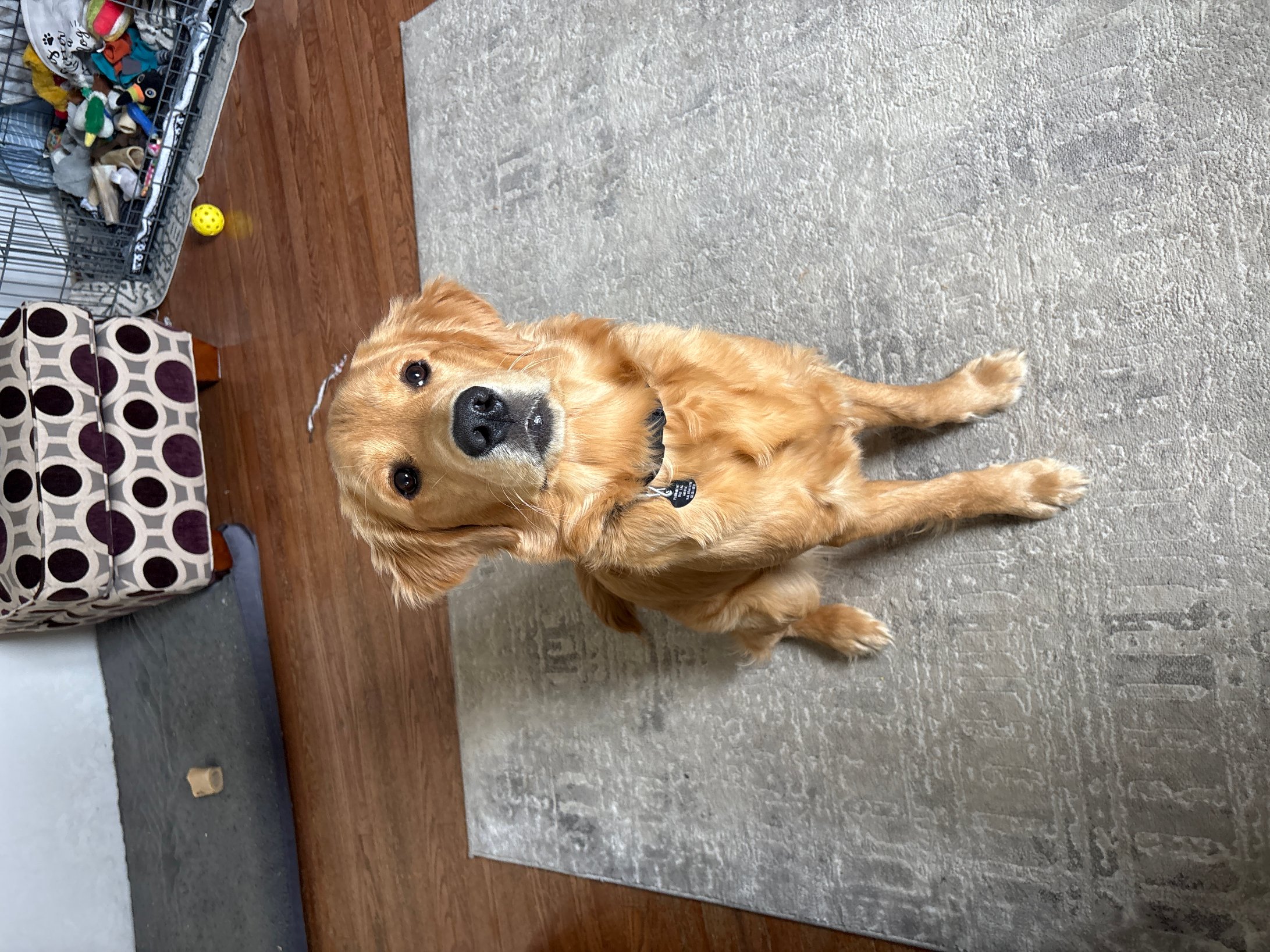 Pet photo