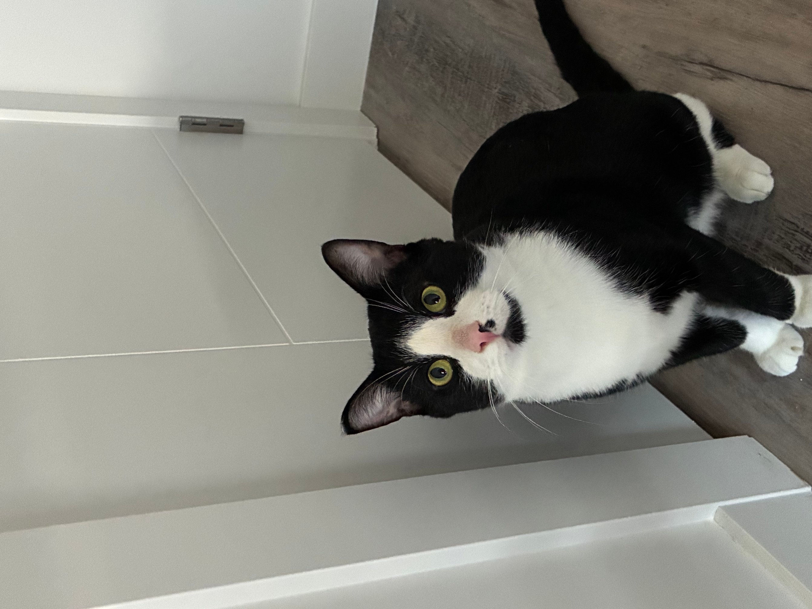 Pet photo