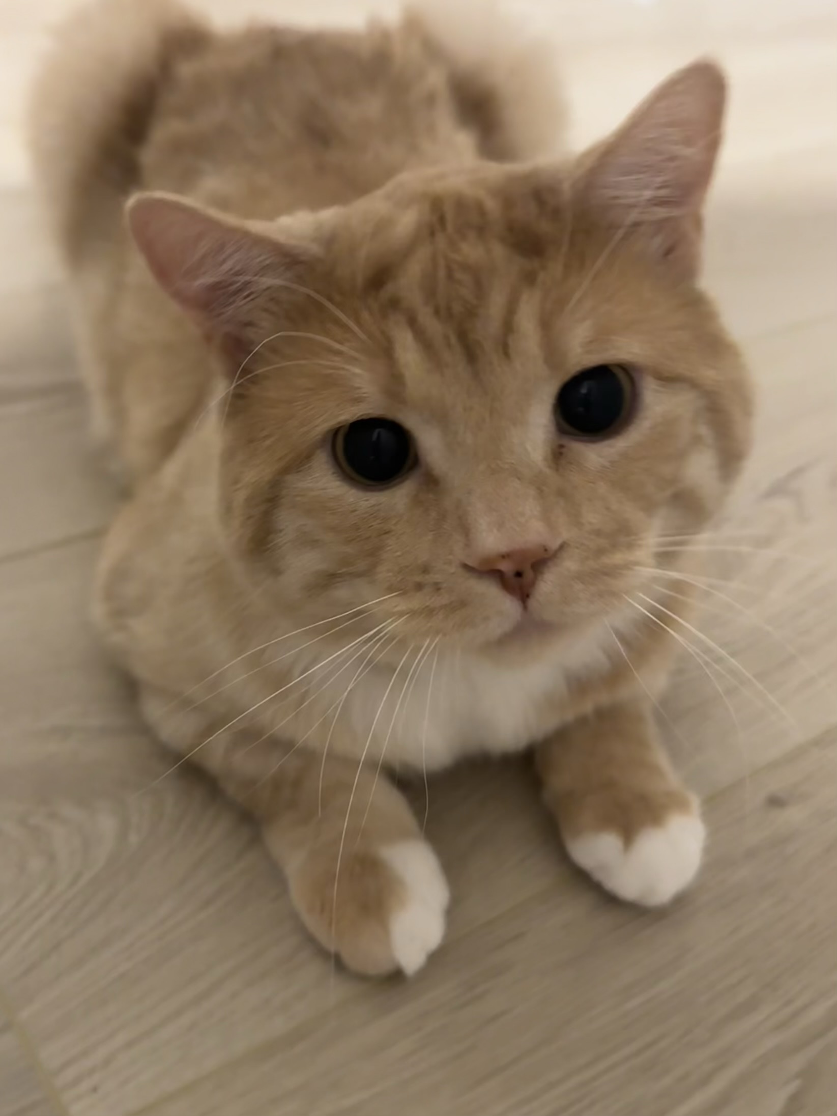 Pet photo
