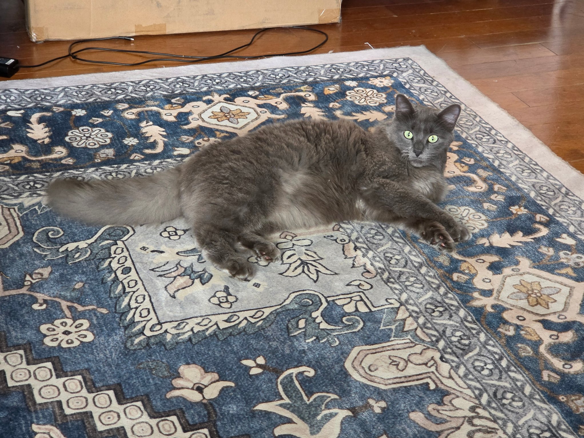 Pet photo