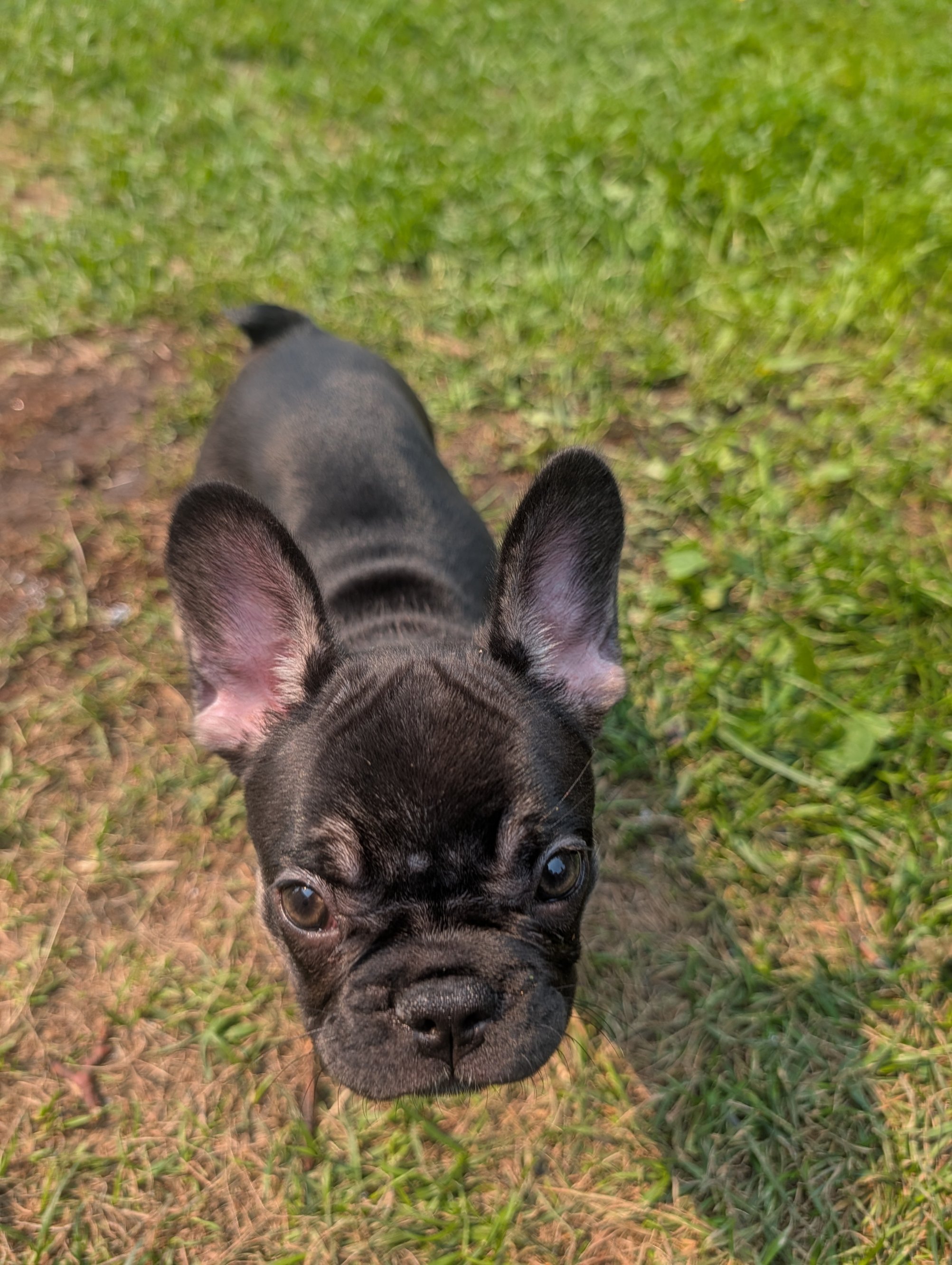 Pet photo
