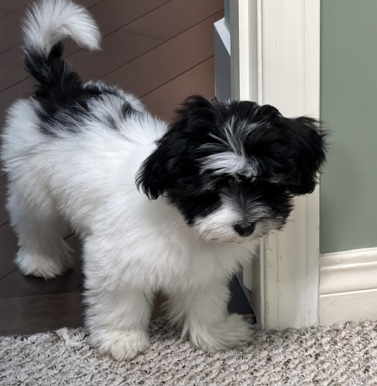Pet photo