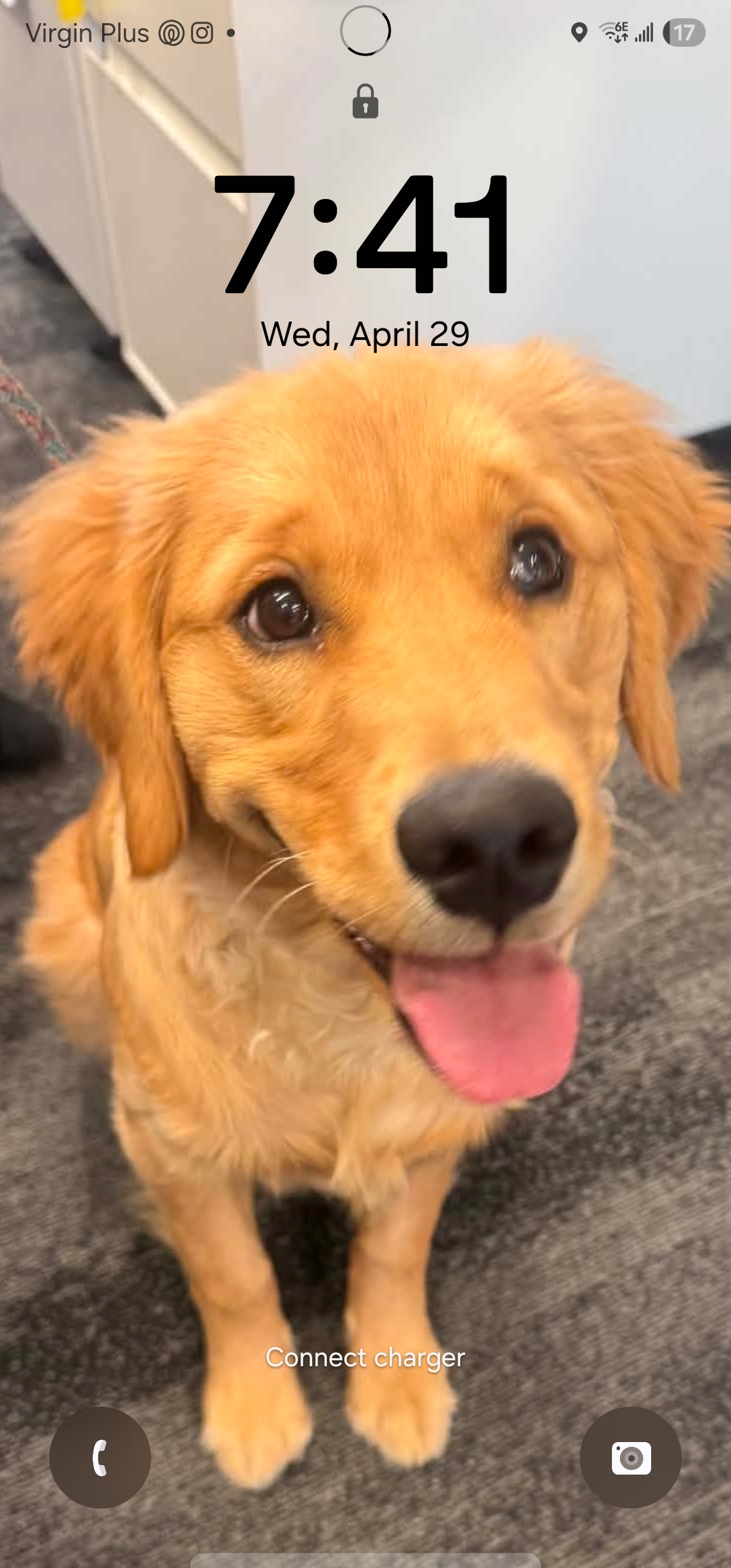 Pet photo