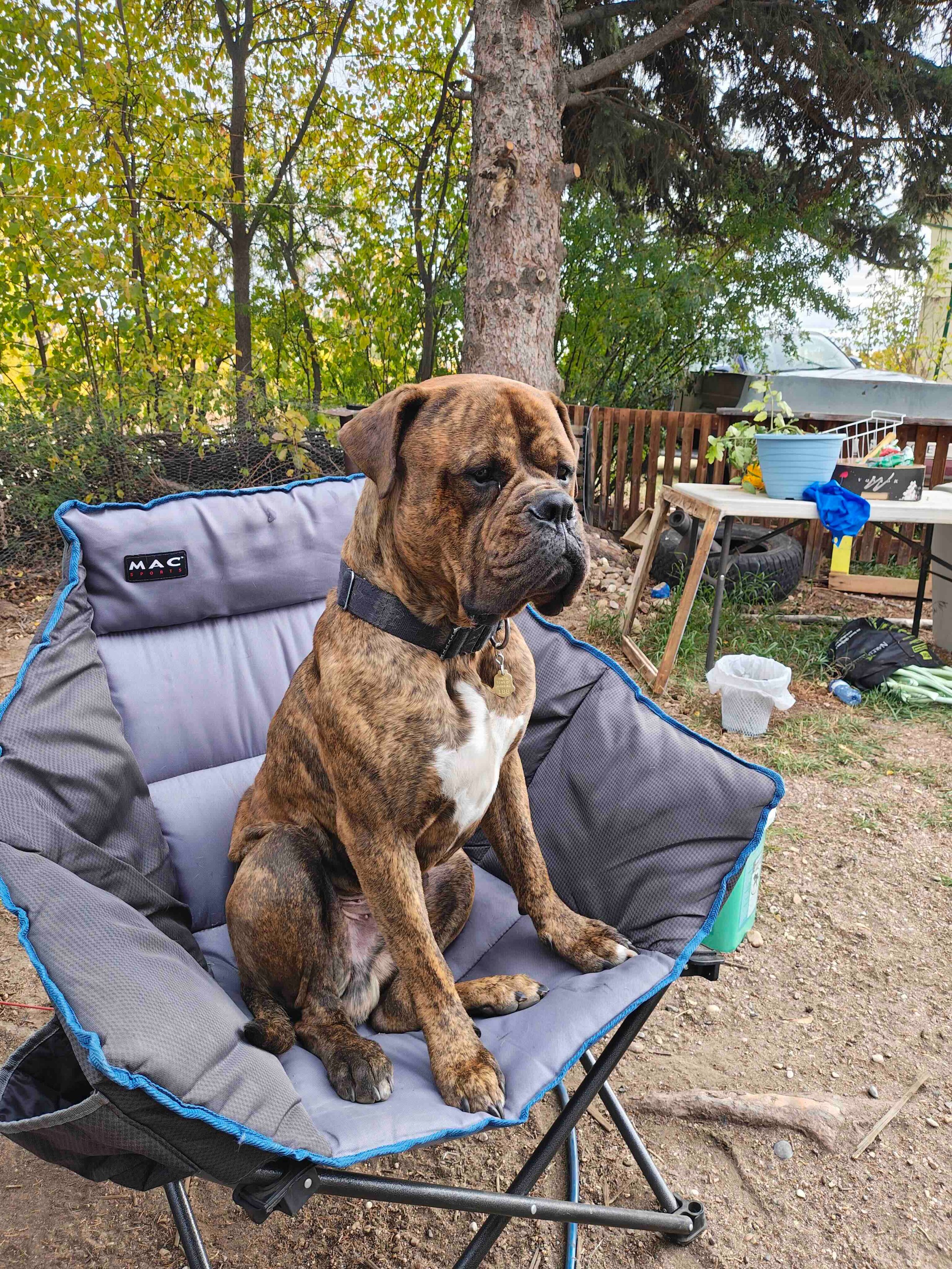 Pet photo