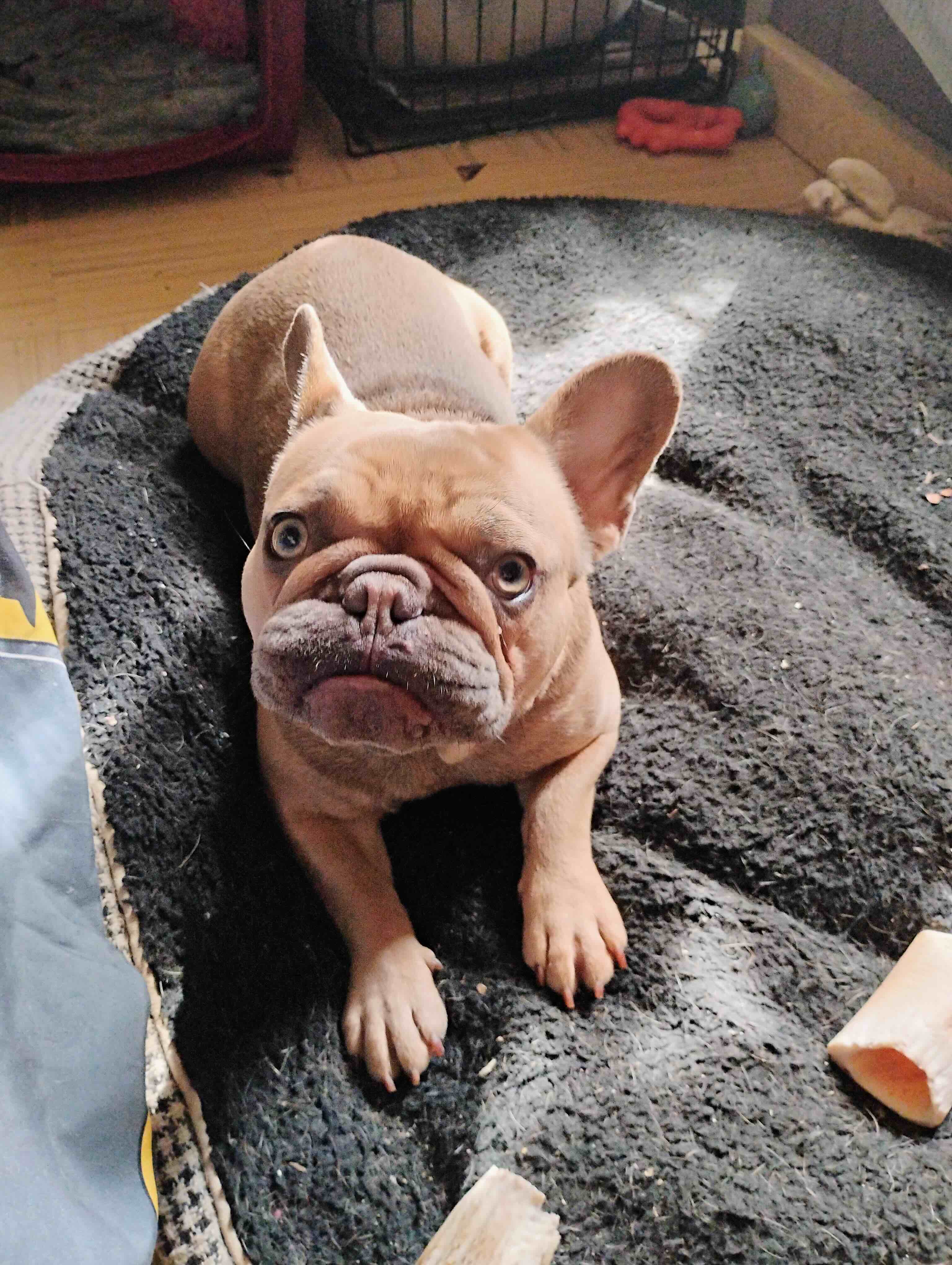Pet photo