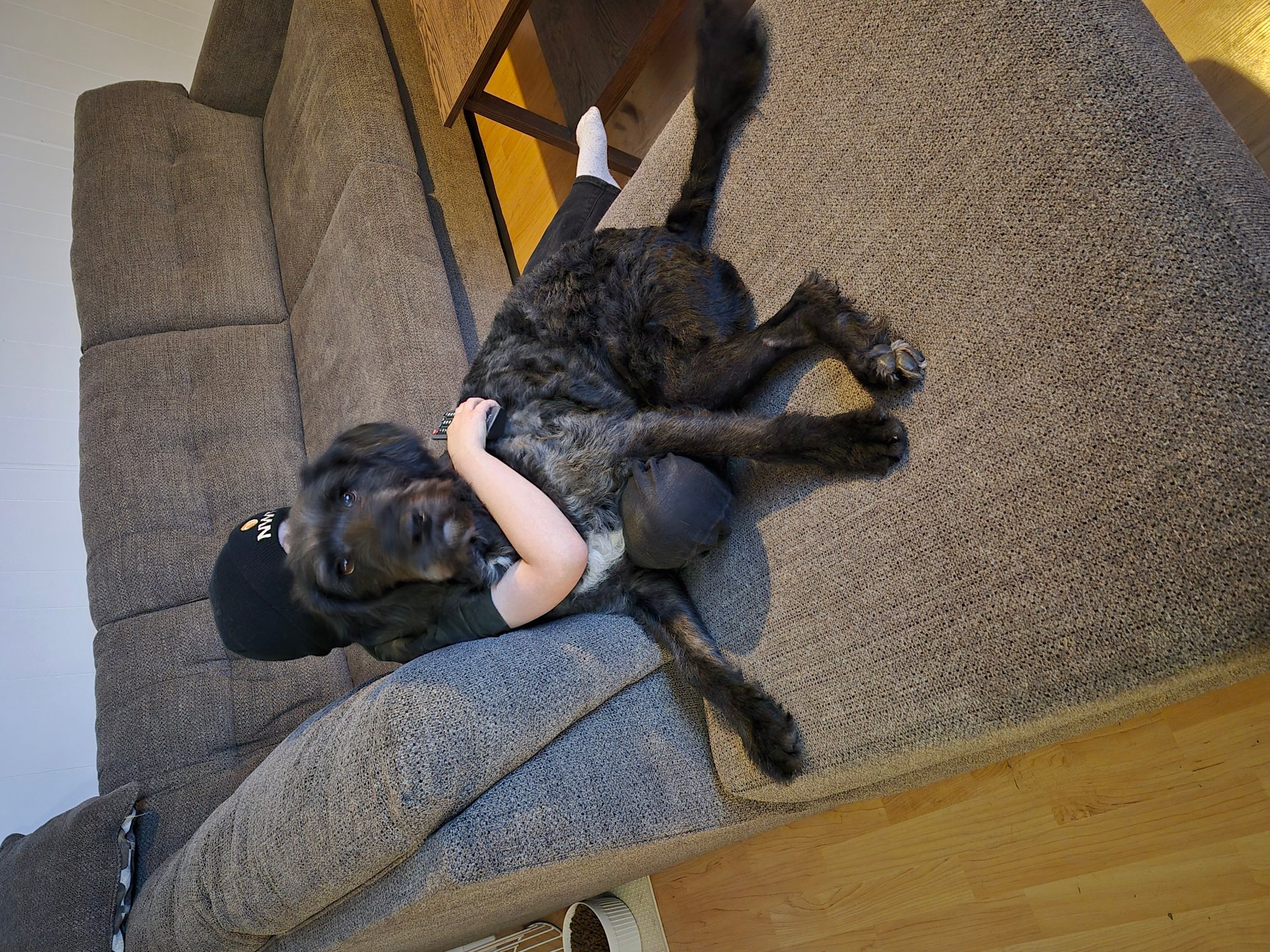 Pet photo